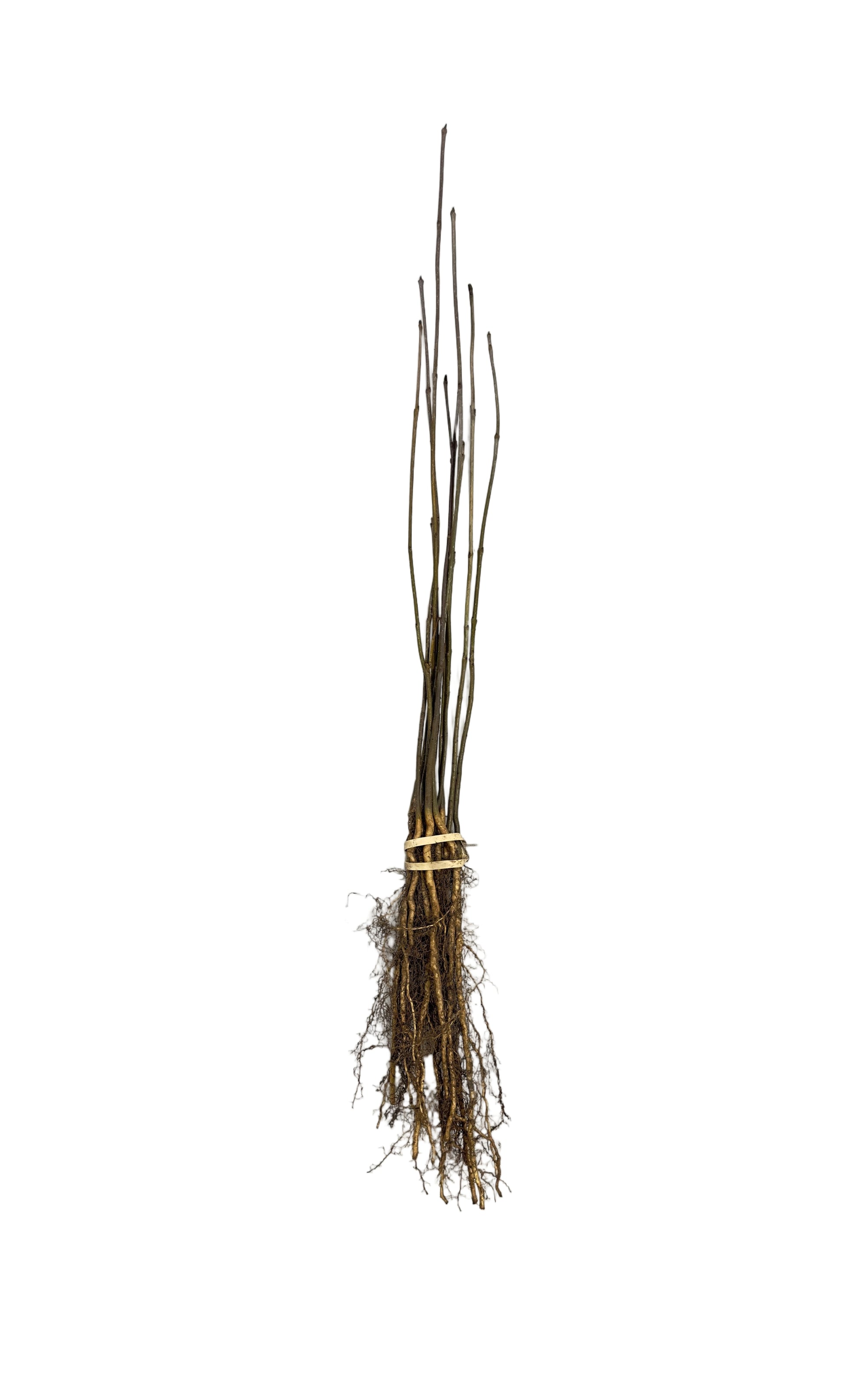 Ash Green (Fraxinus pennsylvanica) - Tree Seedling