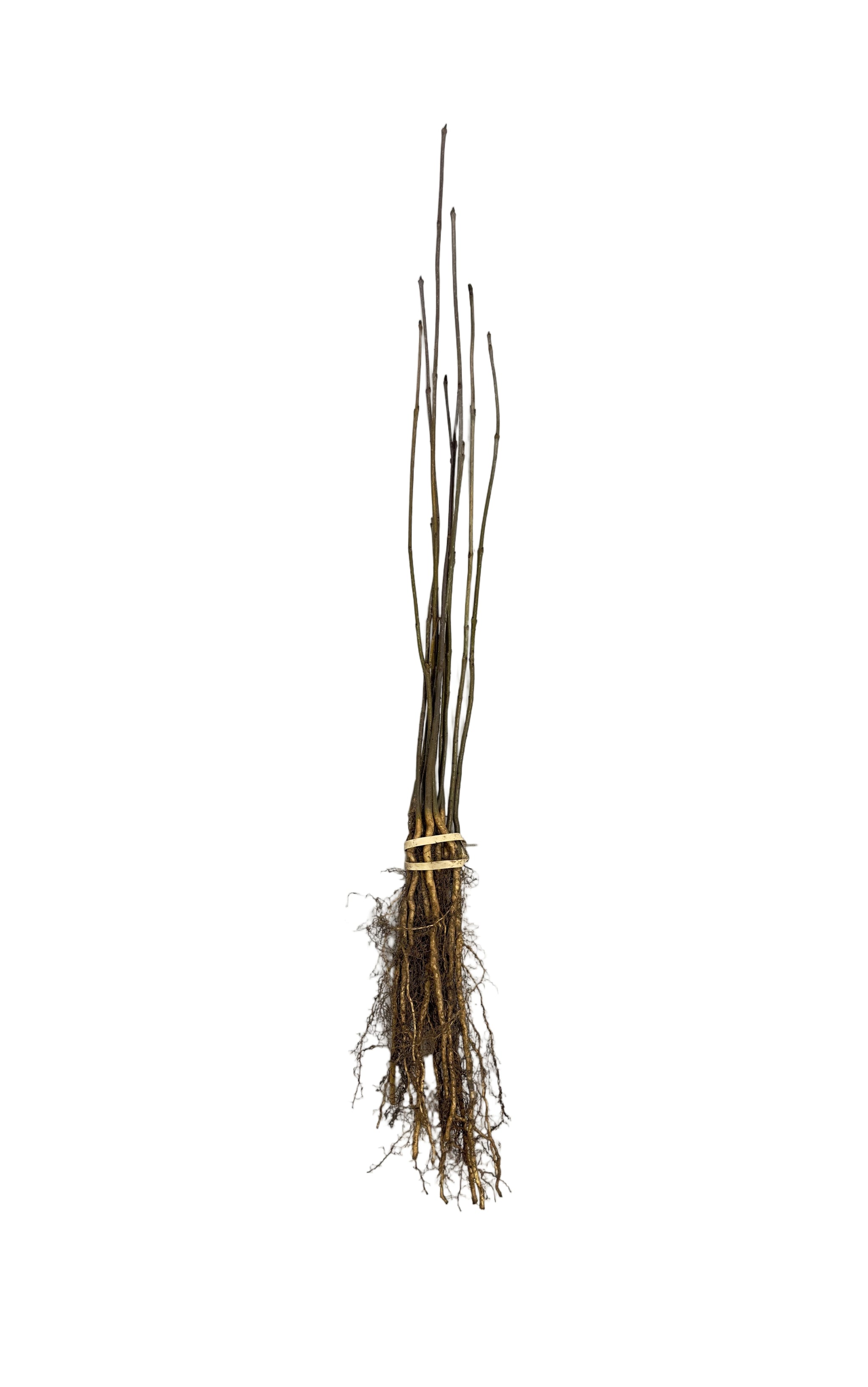 Ash Green (Fraxinus pennsylvanica) - Tree Seedling