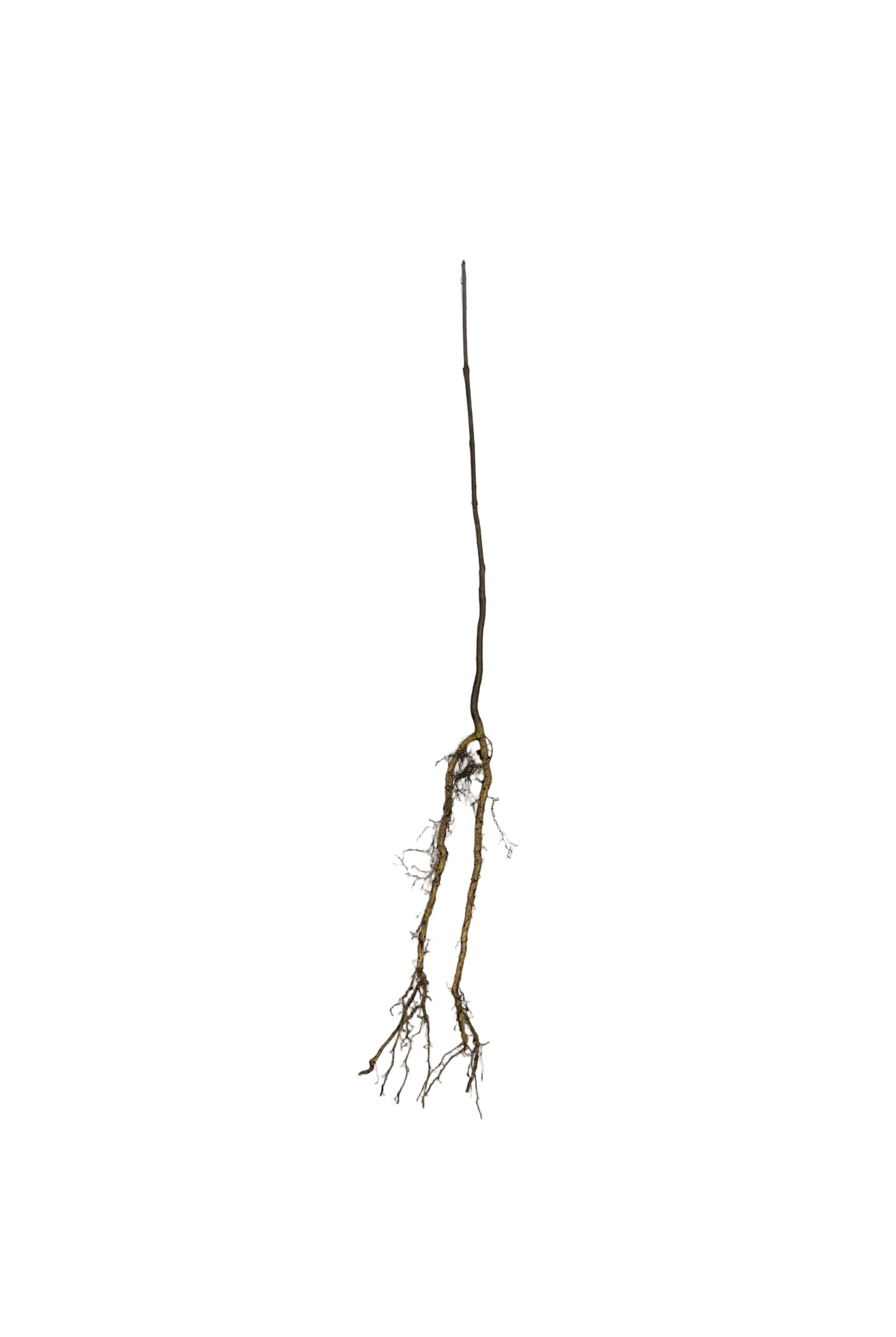 Ash Green (Fraxinus pennsylvanica) - Tree Seedling