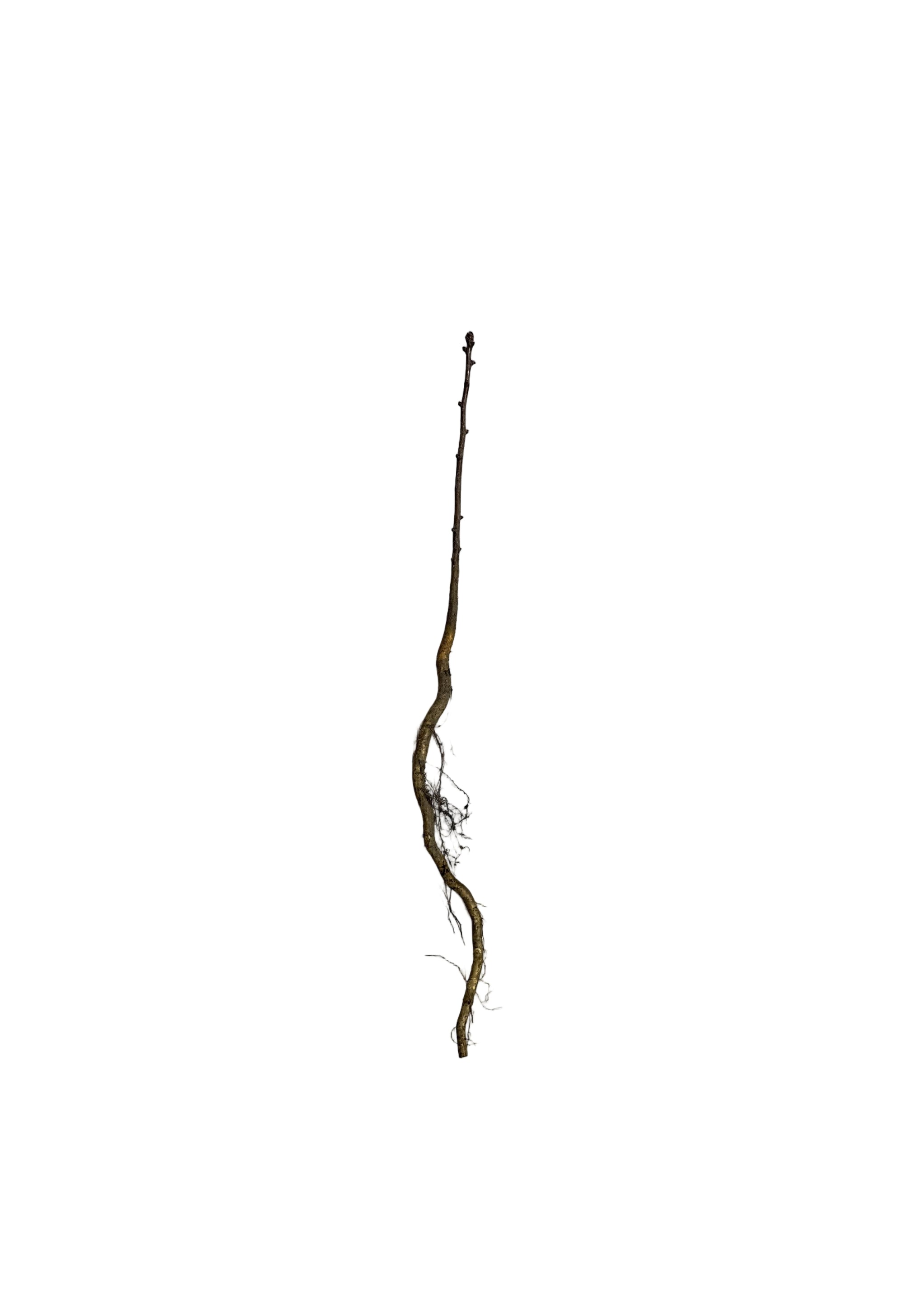Hawthorn Arnold (Crataegus arnoldiana) - Tree Seedling