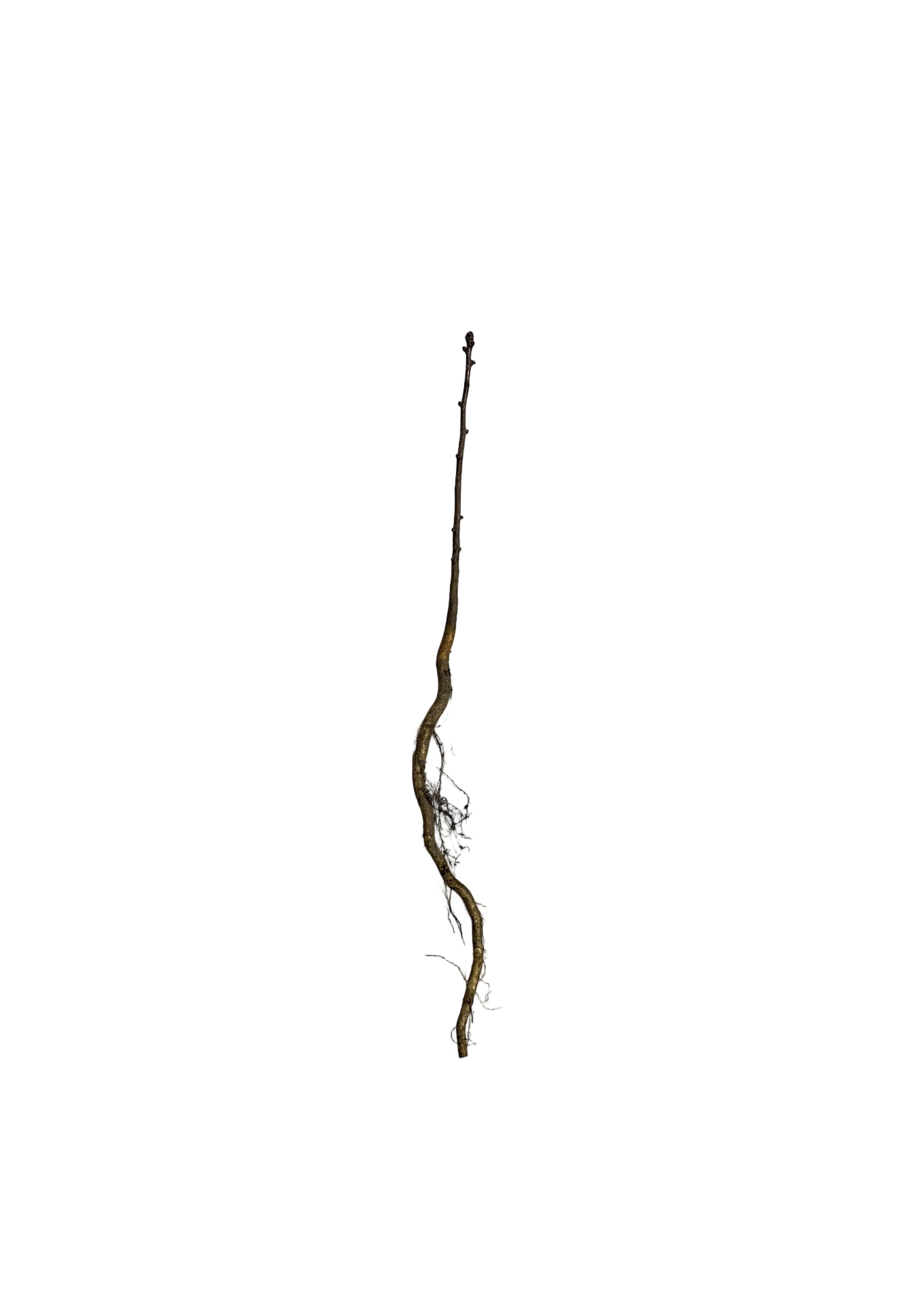 Hawthorn Arnold (Crataegus arnoldiana) - Tree Seedling