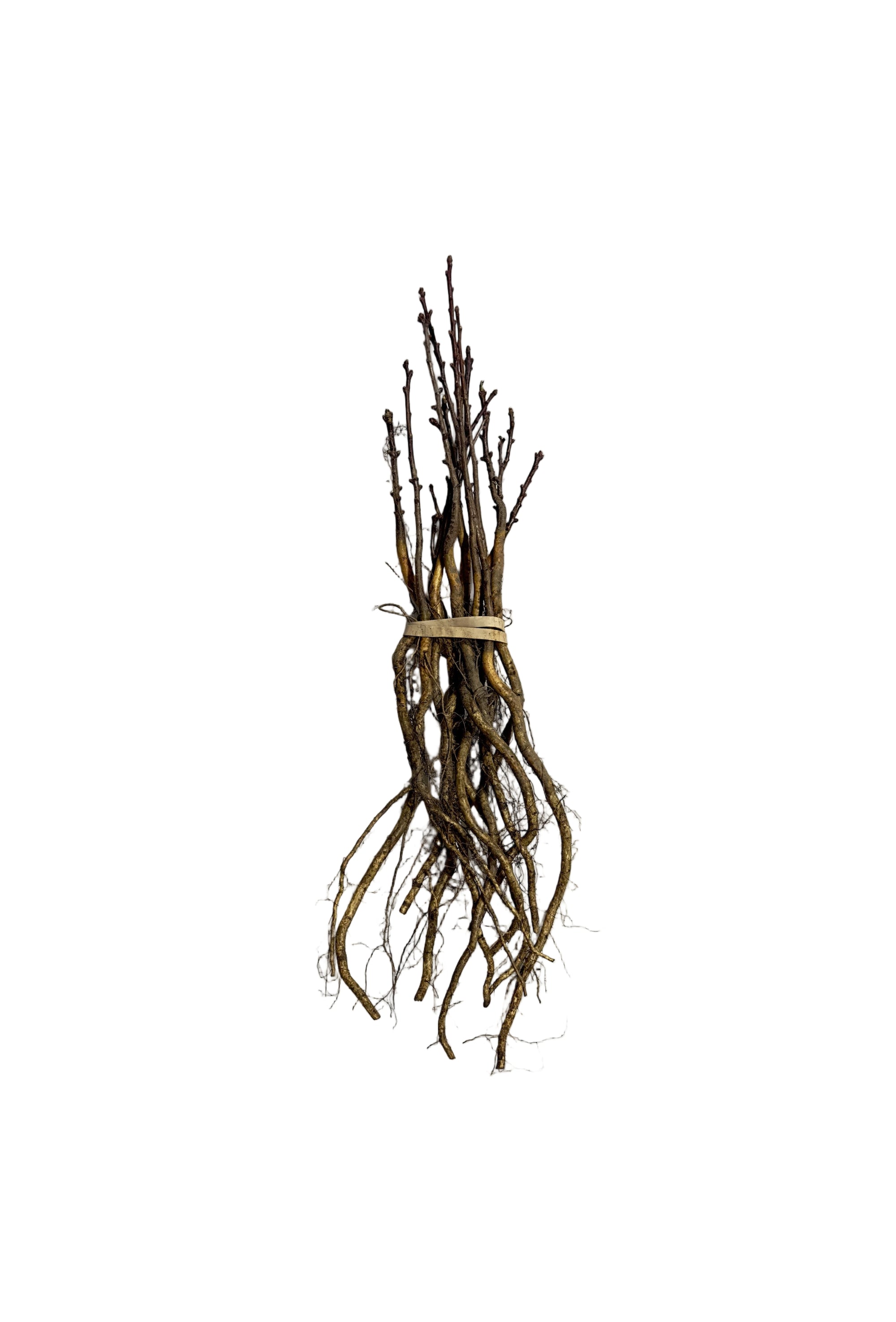 Hawthorn Arnold (Crataegus arnoldiana) - Tree Seedling