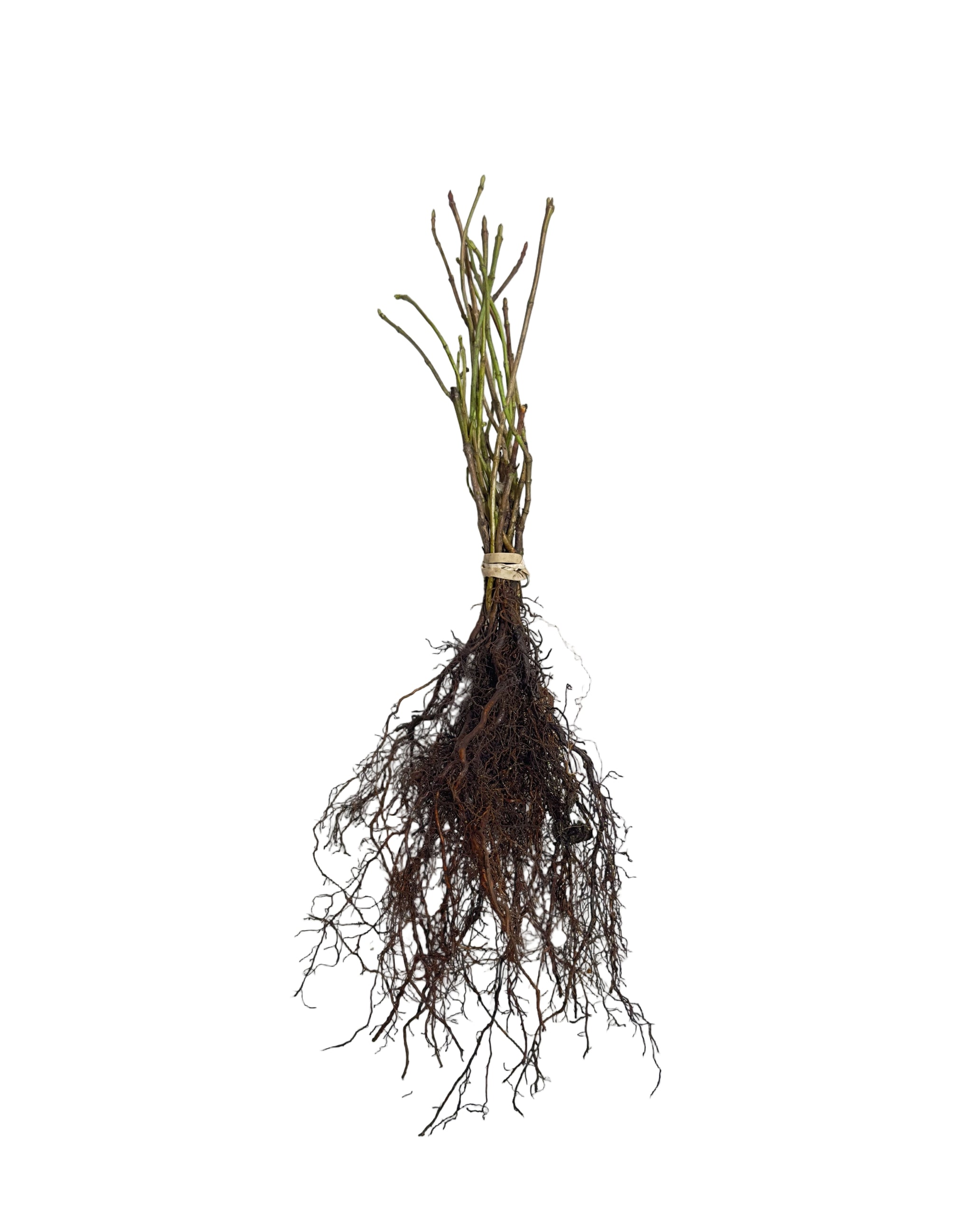 Cranberry Highbush (Viburnum trilobum) - Shrub Seedling