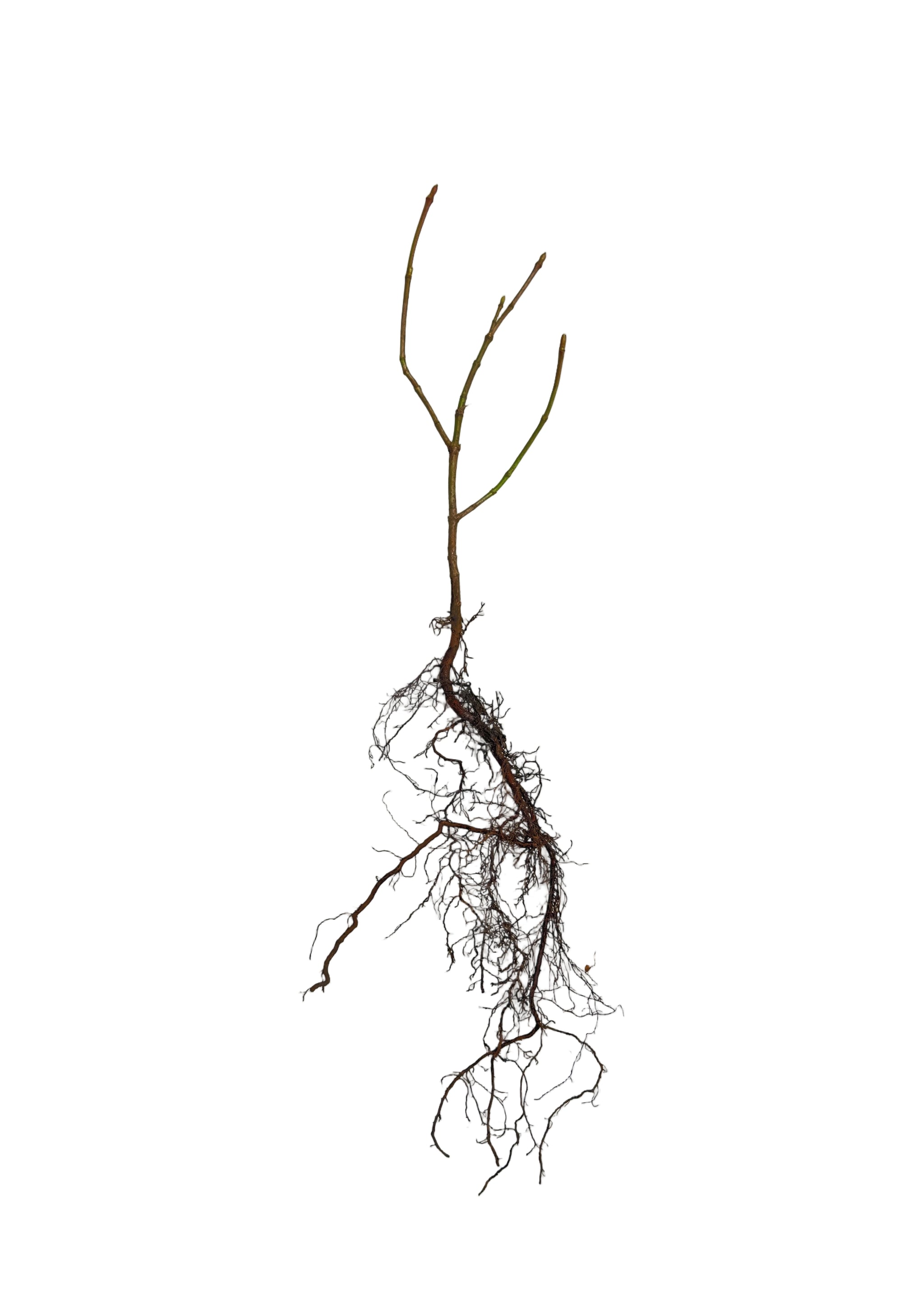 Cranberry Highbush (Viburnum trilobum) - Shrub Seedling