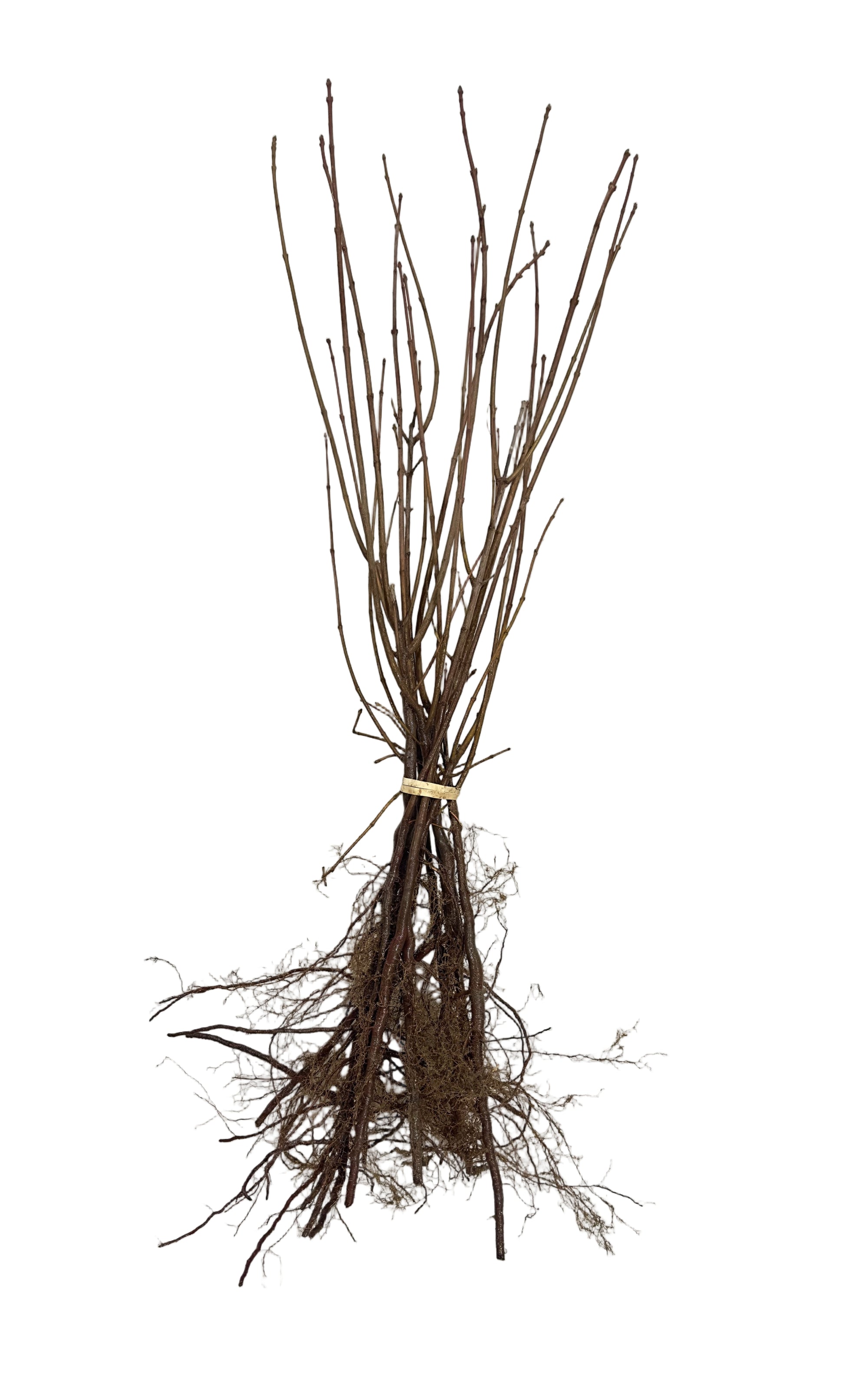 Maple Tatarian (Acer tataricum) - Tree Seedling
