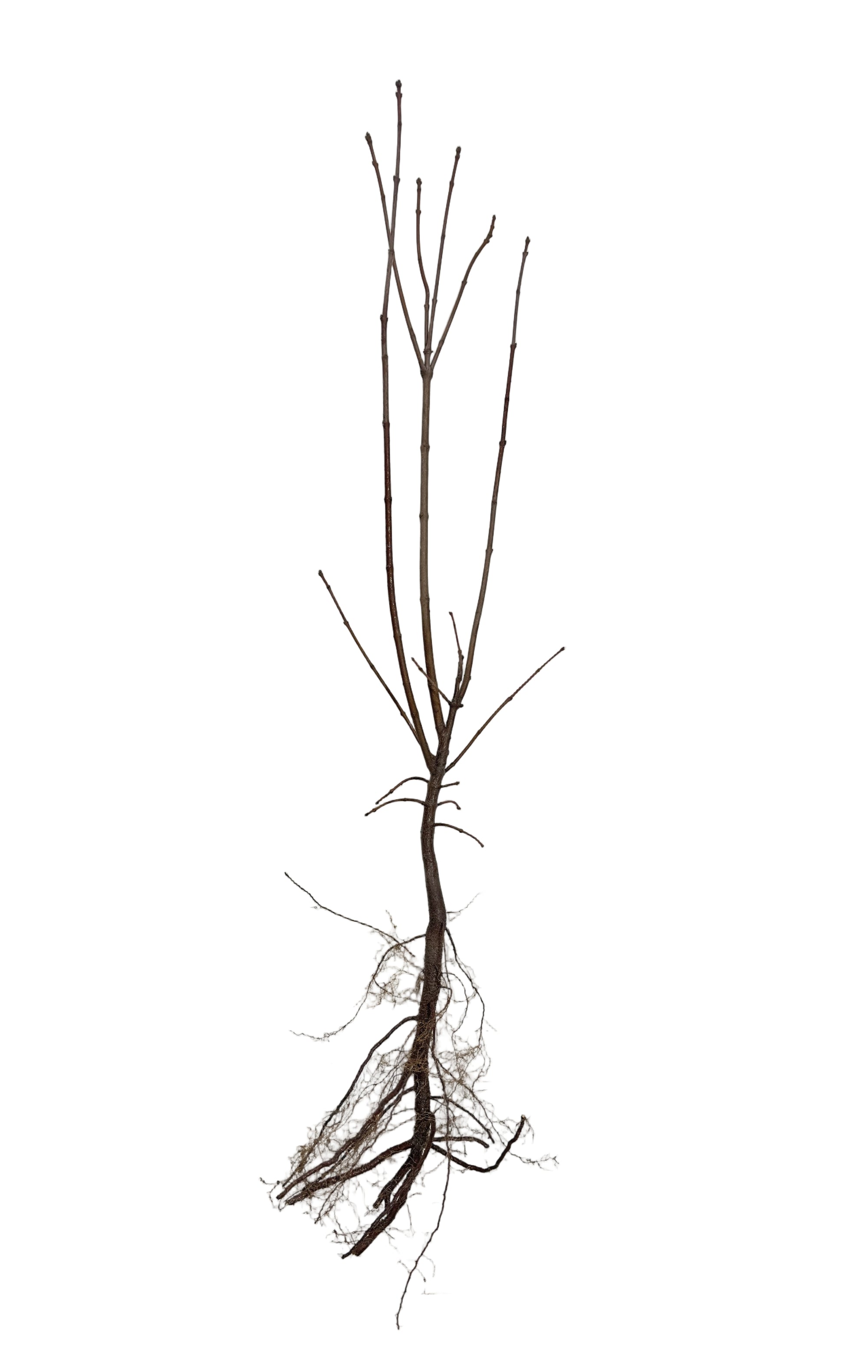 Maple Tatarian (Acer tataricum) - Tree Seedling
