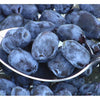 Haskap (Honeyberry) Borealis (Lonicera caerulea)