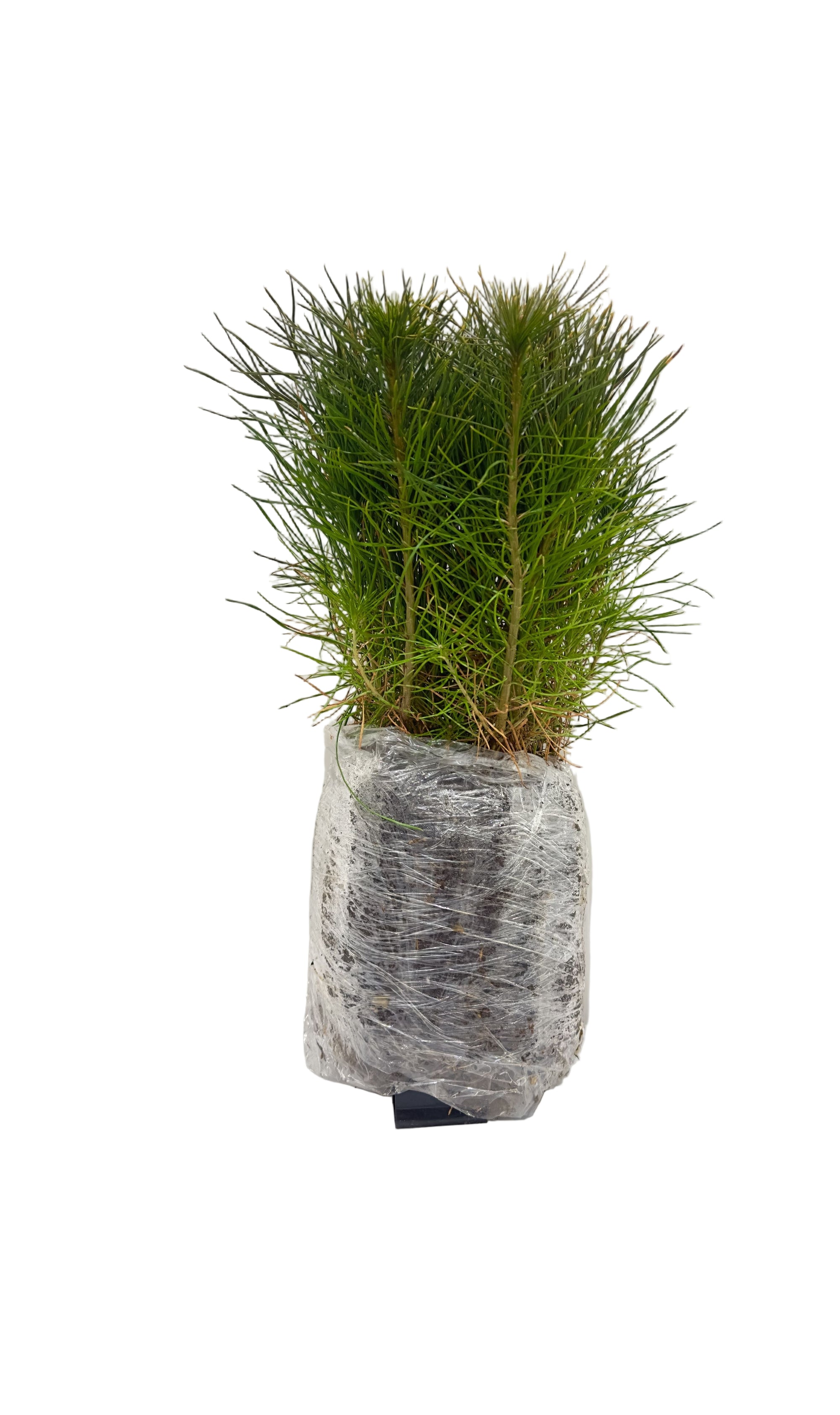 Pine Jack (Pinus banksiana) - Tree Seedling