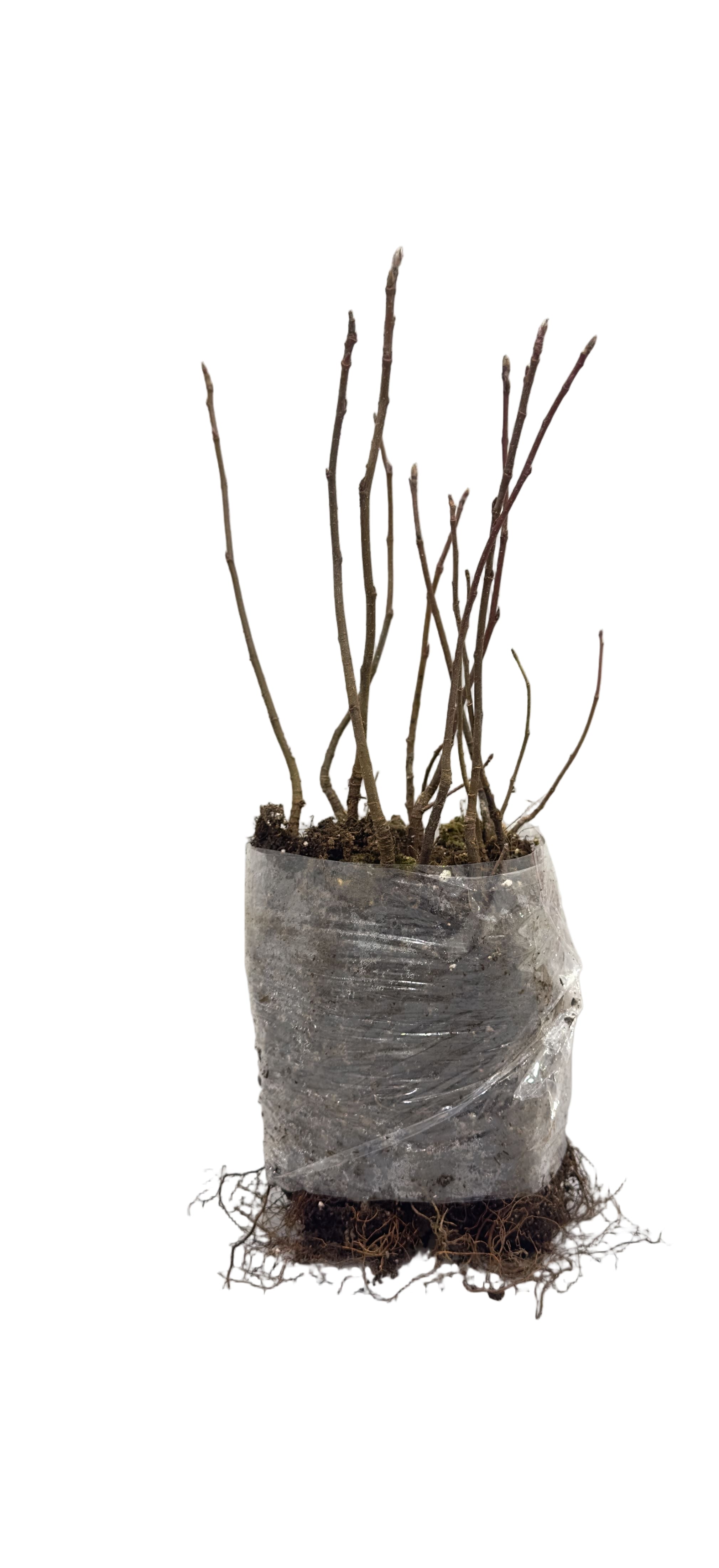 Saskatoon Berry JB30 (Amelanchier alnifolia) - Shrub Seedling