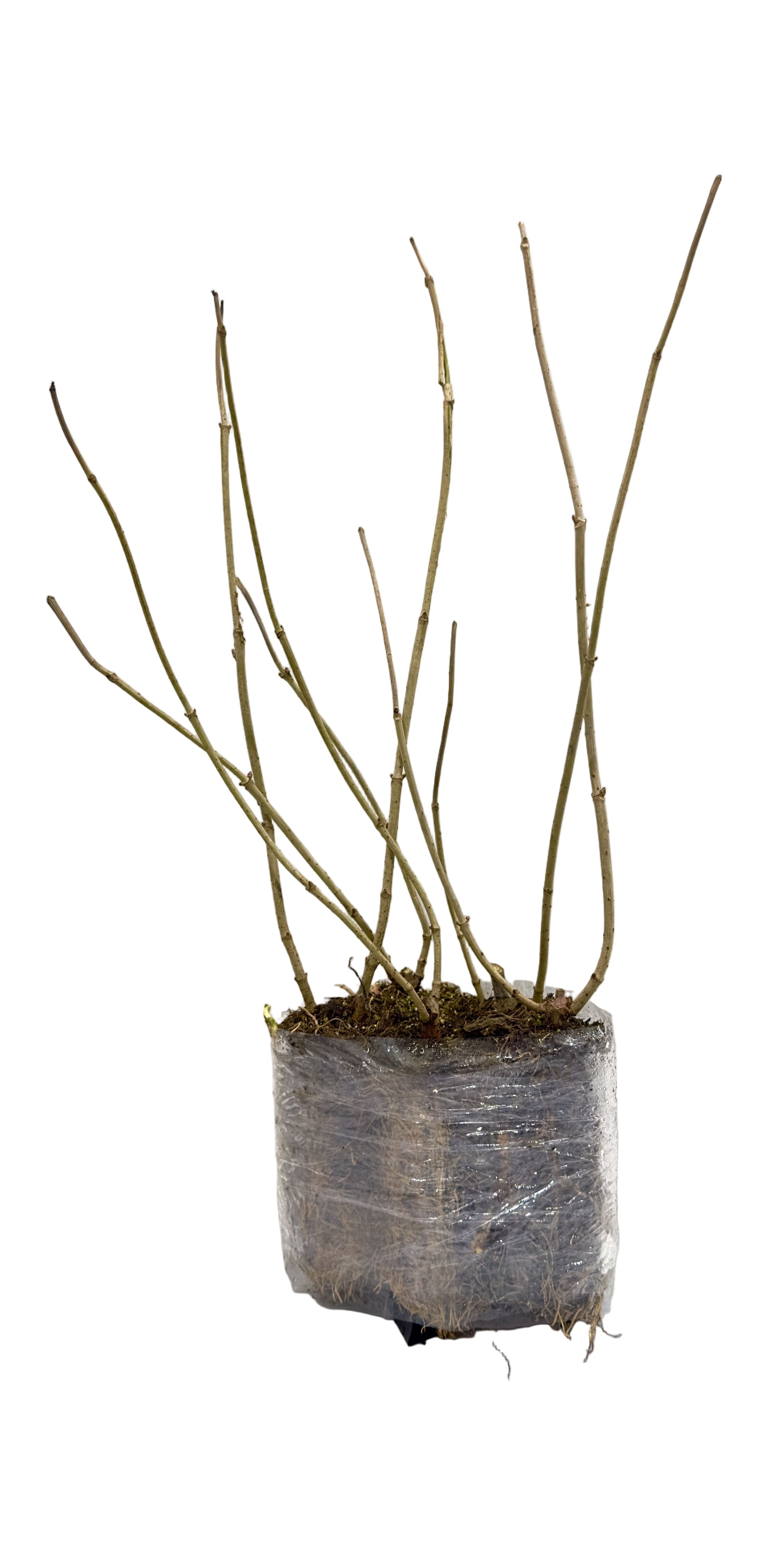 Elderberry Johns (Sambucus canadensis) - Shrub Seedling