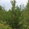 Pine Jack (Pinus banksiana) - Tree Seedling