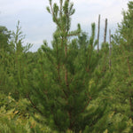 Pine Jack (Pinus banksiana) - Tree Seedling