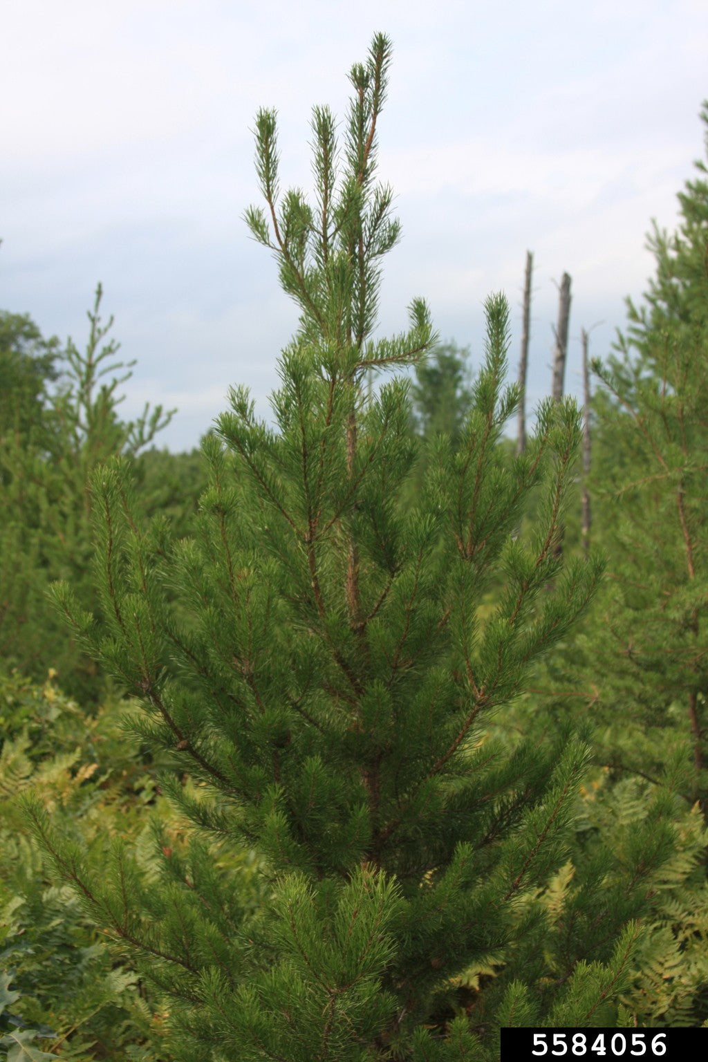 Pine Jack (Pinus banksiana) - Tree Seedling