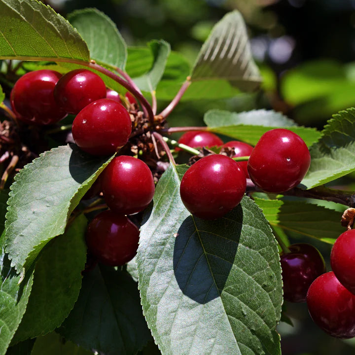 Cherry Juliet (Prunus) - Shrub Seedling