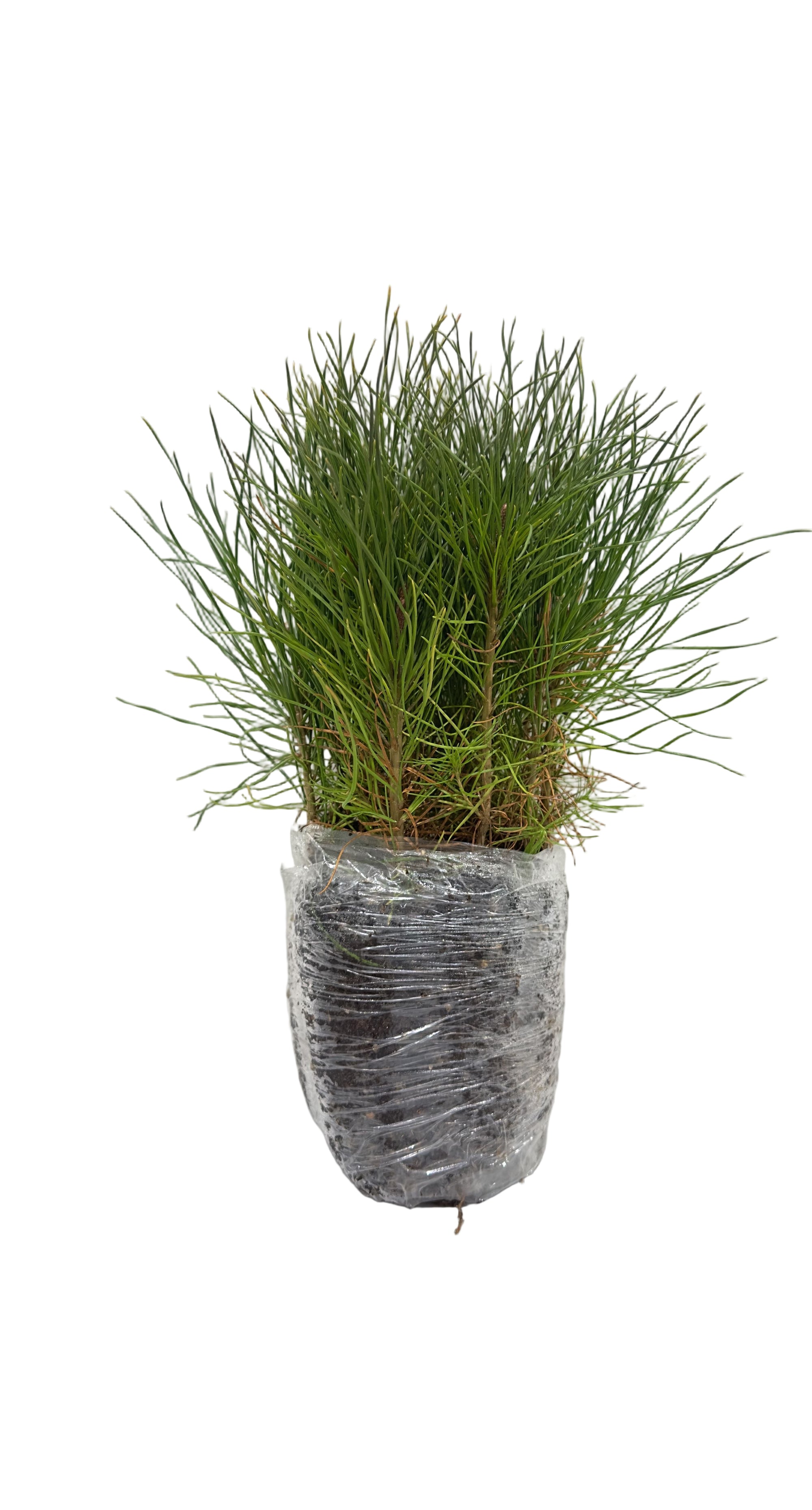 Pine Lodgepole (Pinus contorta latifolia) - Tree Seedling