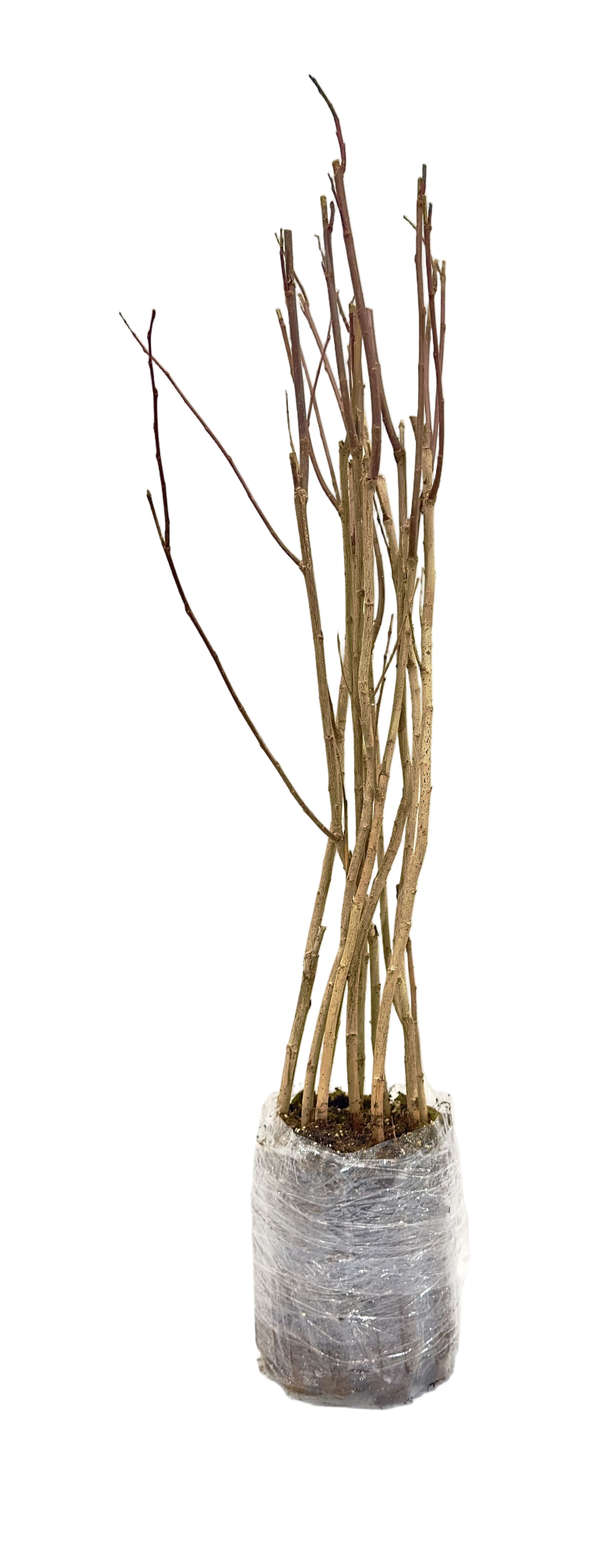 Willow Yellow (Salix lutea) - Shrub Seedling