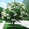 Lilac Japanese Tree (Syringa reticulata)