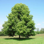 Linden Littleleaf (Tilia cordata) - Tree Seedling