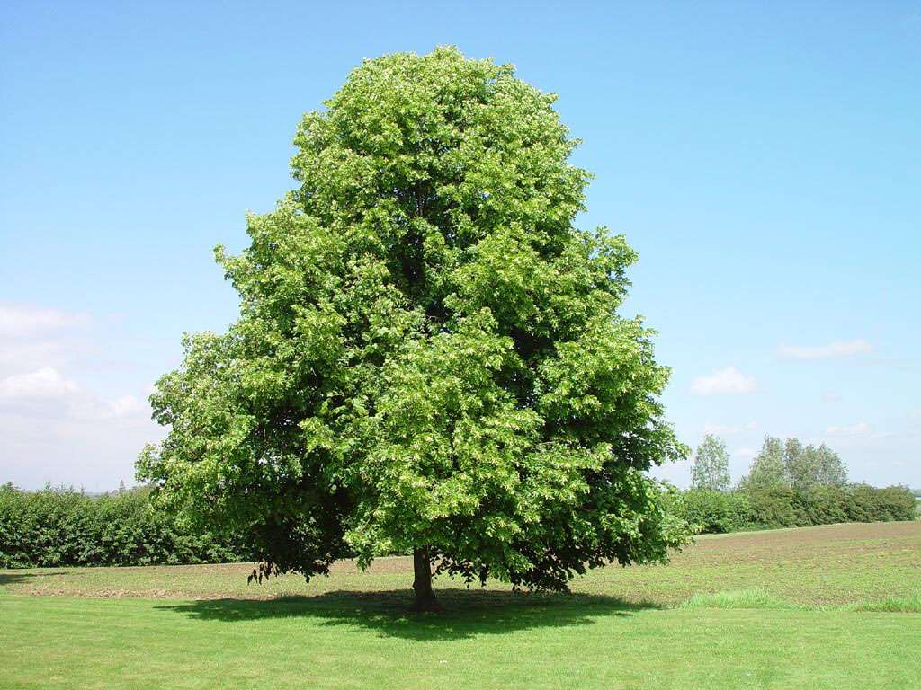 Linden Littleleaf (Tilia cordata) - Tree Seedling