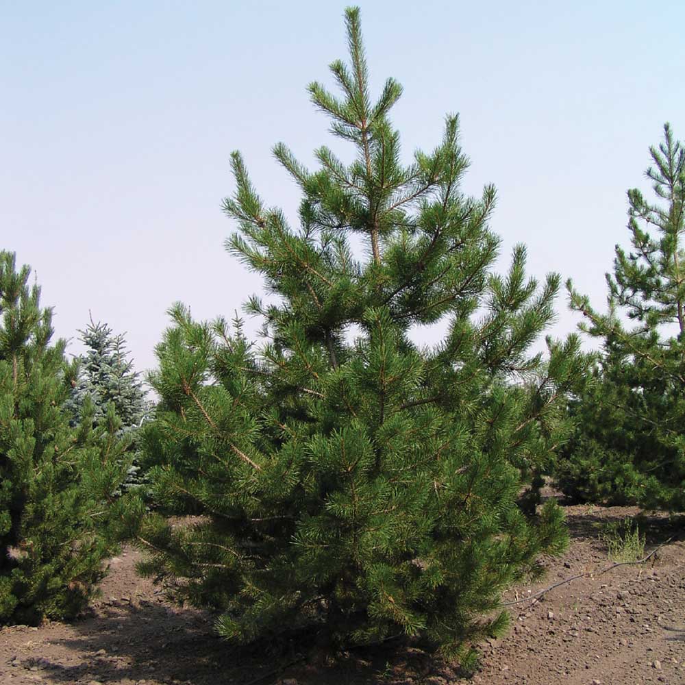 Pine Lodgepole (Pinus contorta latifolia) - Tree Seedling