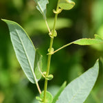Willow Yellow (Salix lutea) - Shrub Seedling