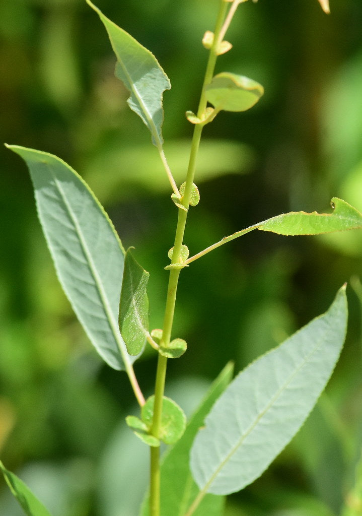 Willow Yellow (Salix lutea) - Shrub Seedling