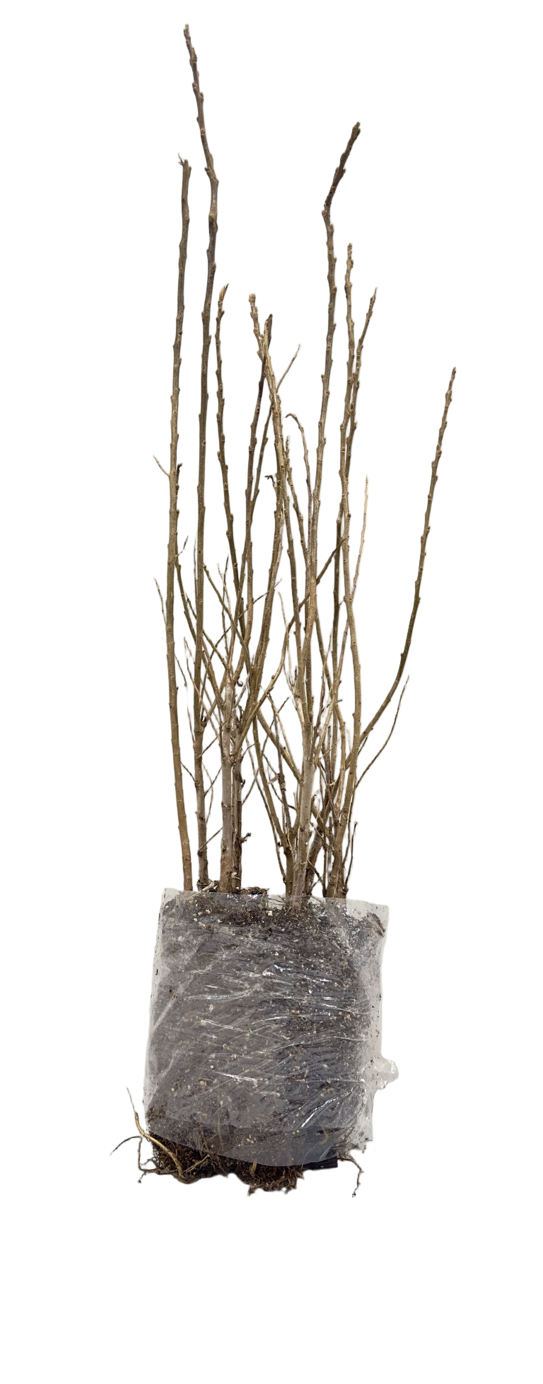 Sea Buckthorn - Male (Hippophae rhamnoides) - Shrub Seedling