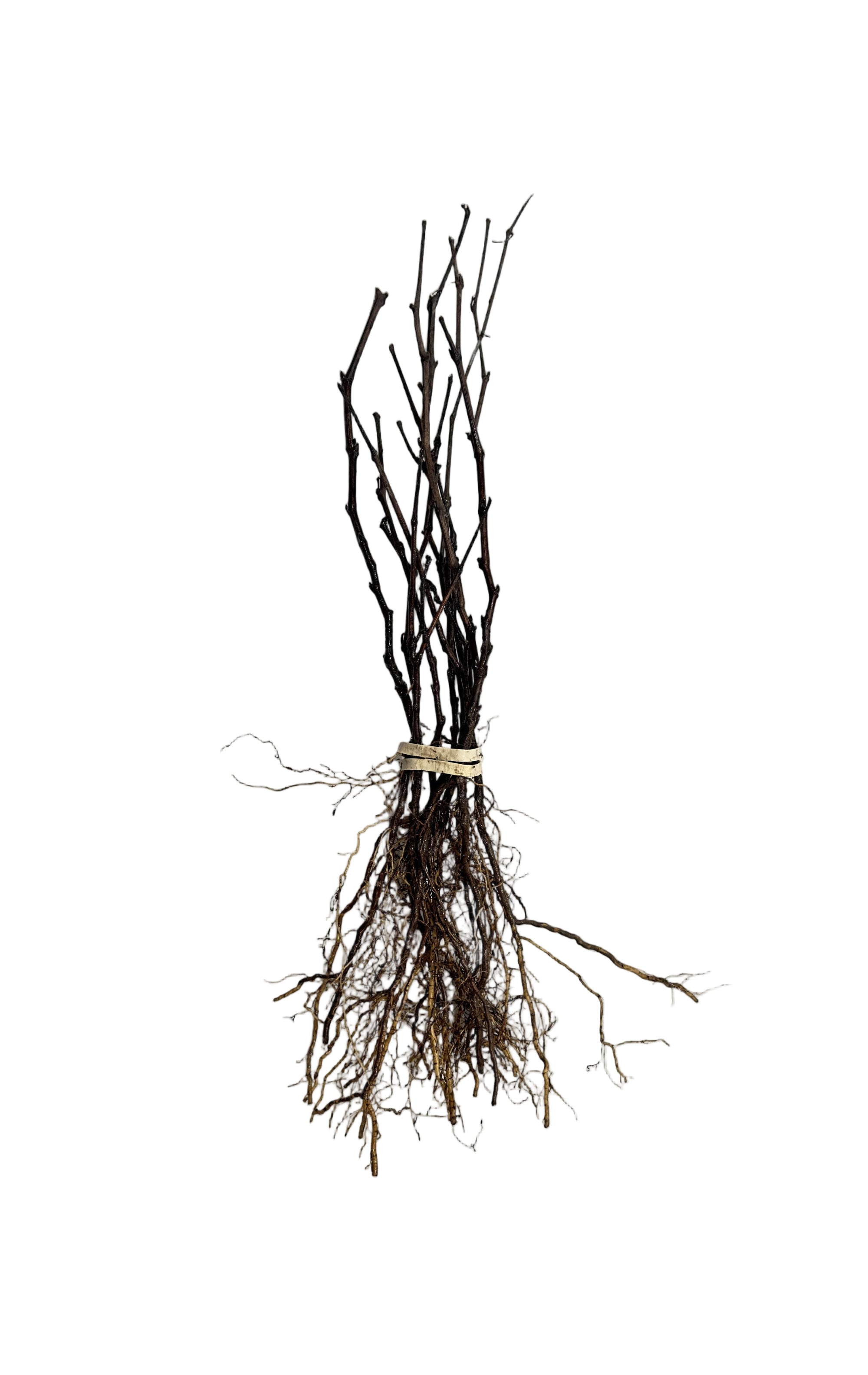 Grape Manitoba (Vitis) - Vine Seedling