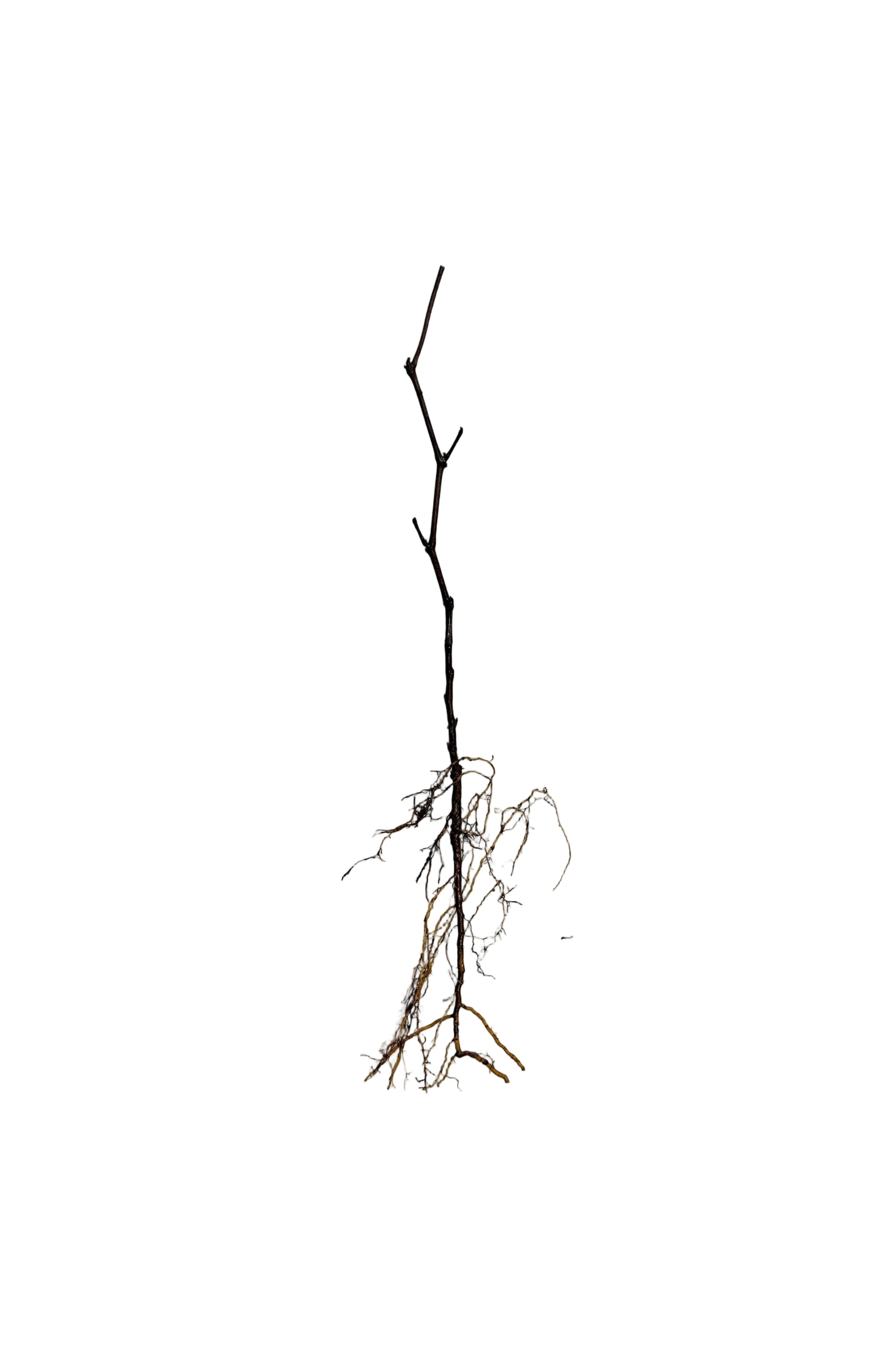 Grape Manitoba (Vitis) - Vine Seedling