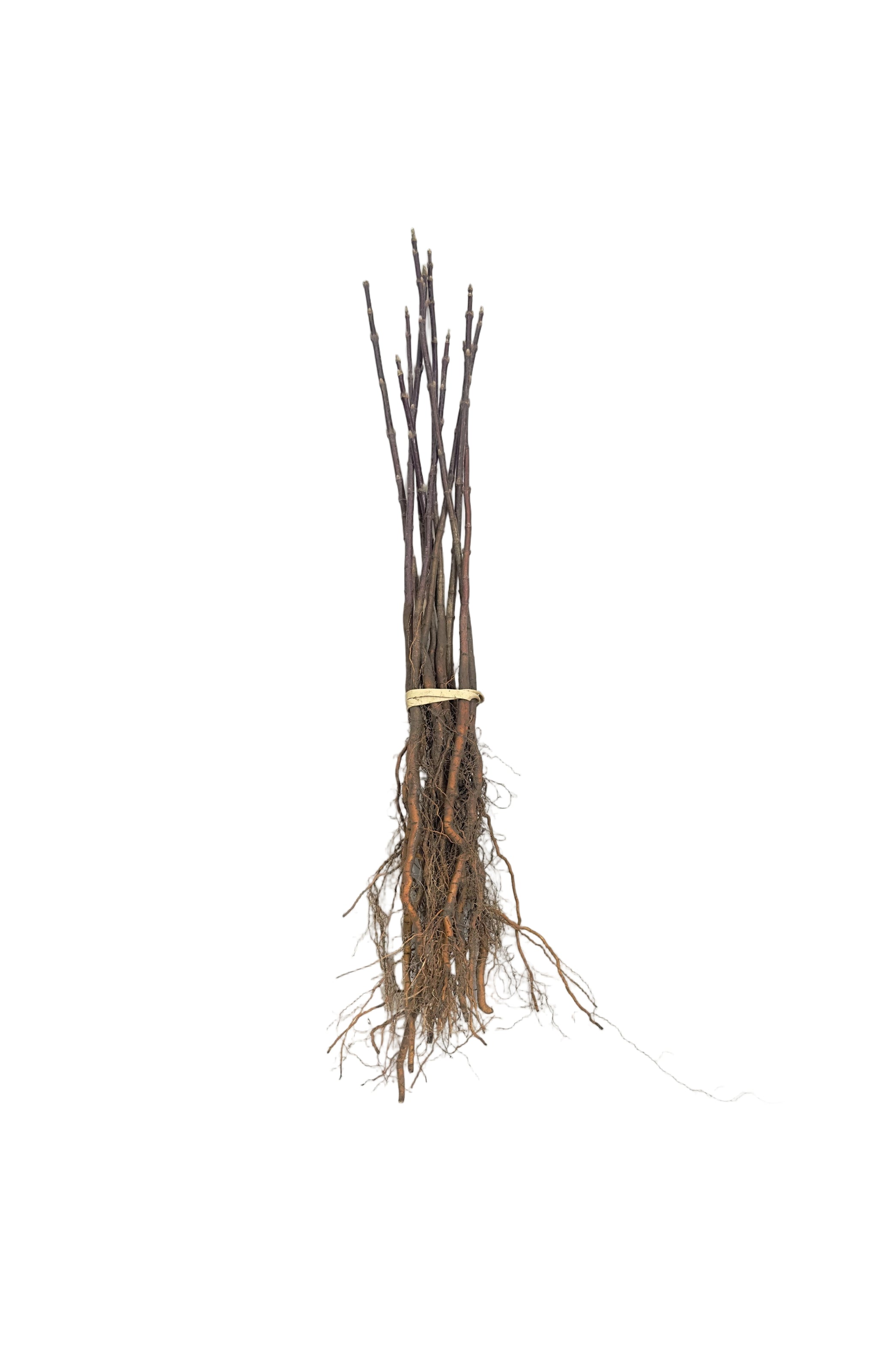 Maple Manitoba (Acer negundo) - Tree Seedling