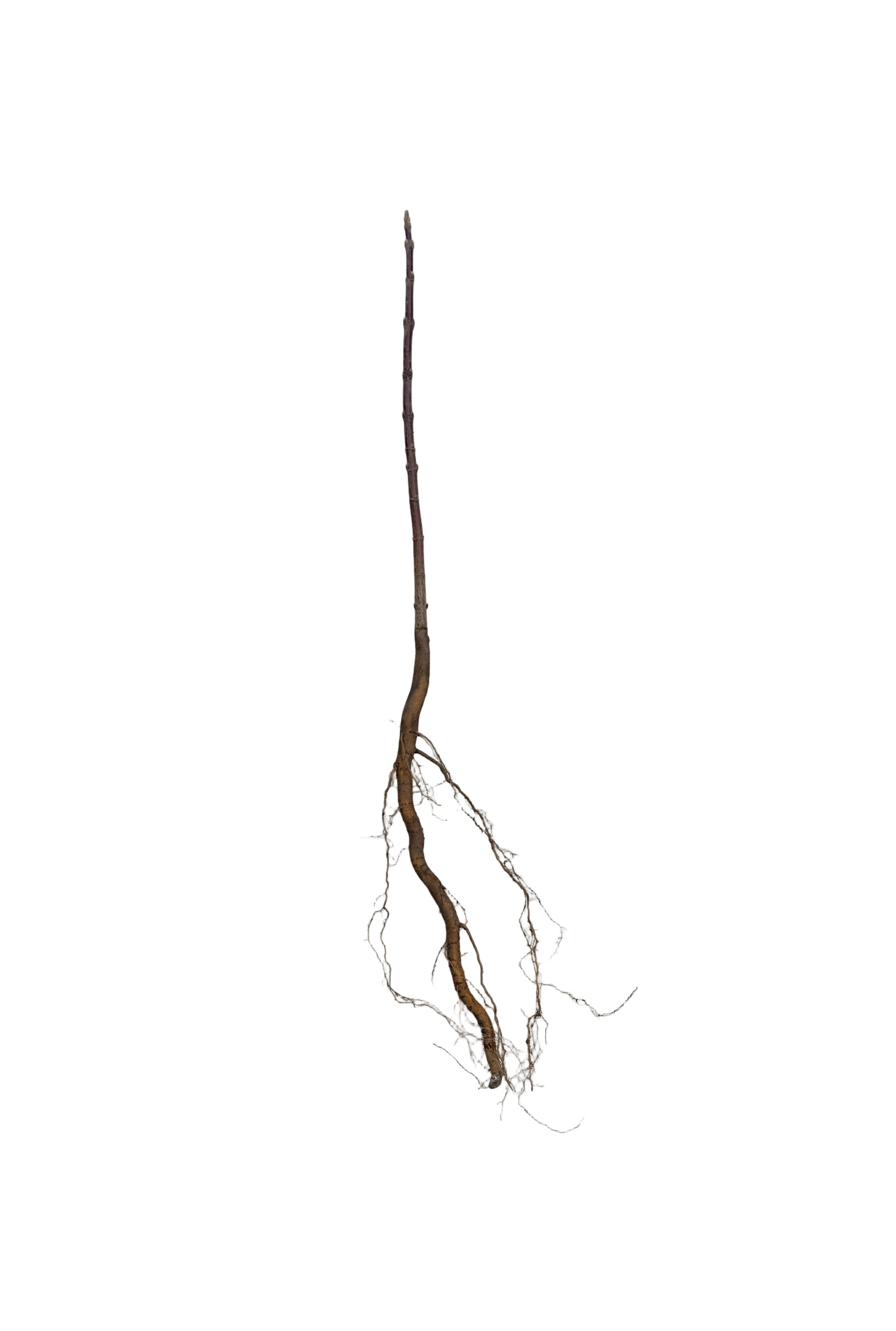 Maple Manitoba (Acer negundo) - Tree Seedling