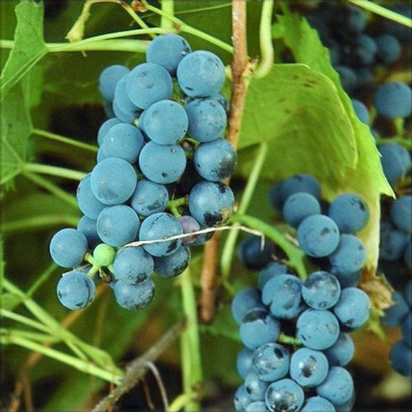 Grape Manitoba (Vitis) - Vine Seedling