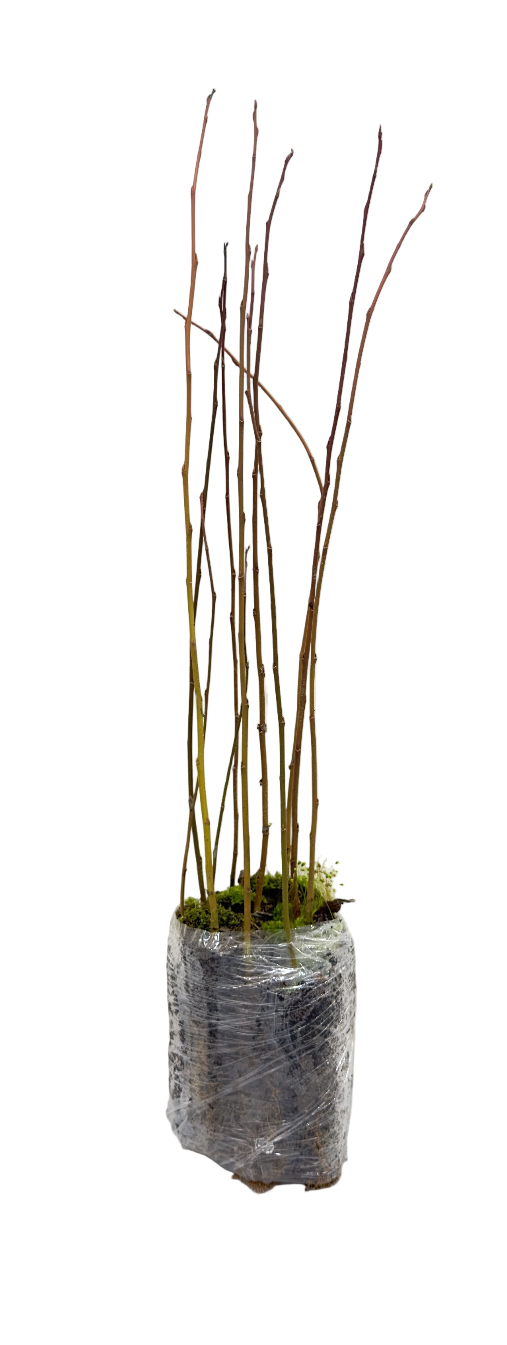 Willow Native Pussy (Salix discolor)