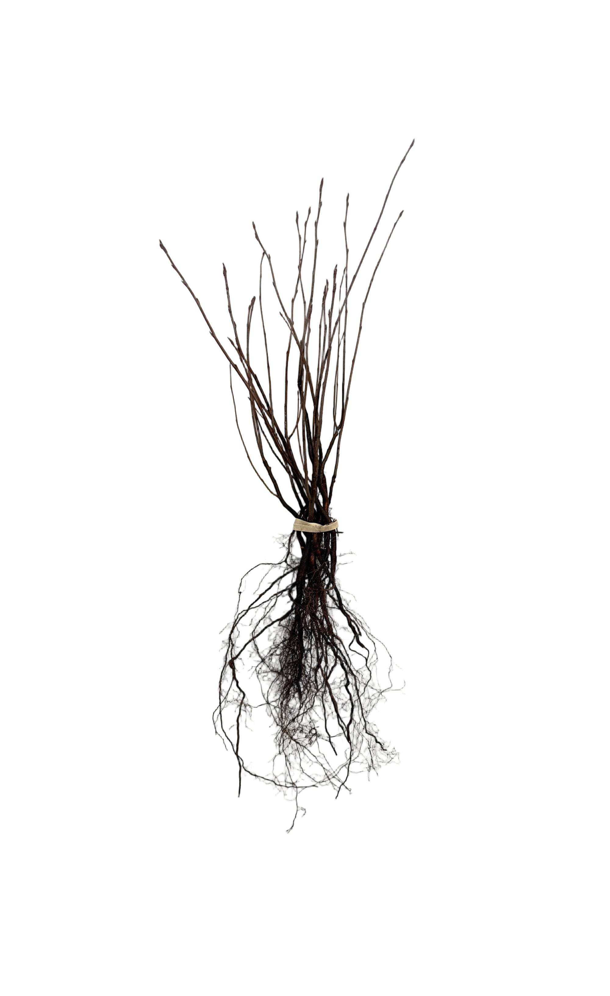Saskatoon Berry Native (Amelanchier alnifolia) - Shrub Seedling