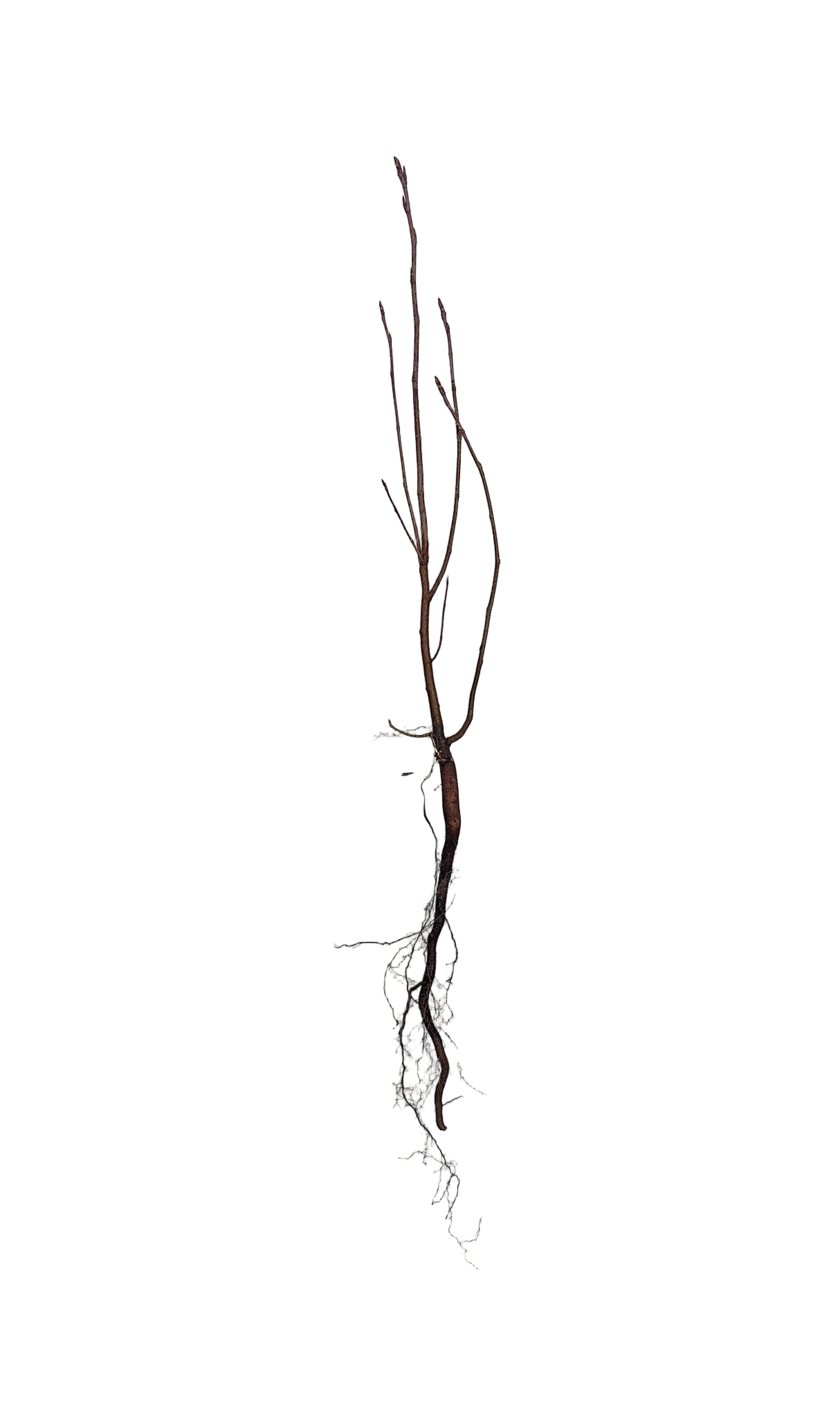 Saskatoon Berry Native (Amelanchier alnifolia) - Shrub Seedling