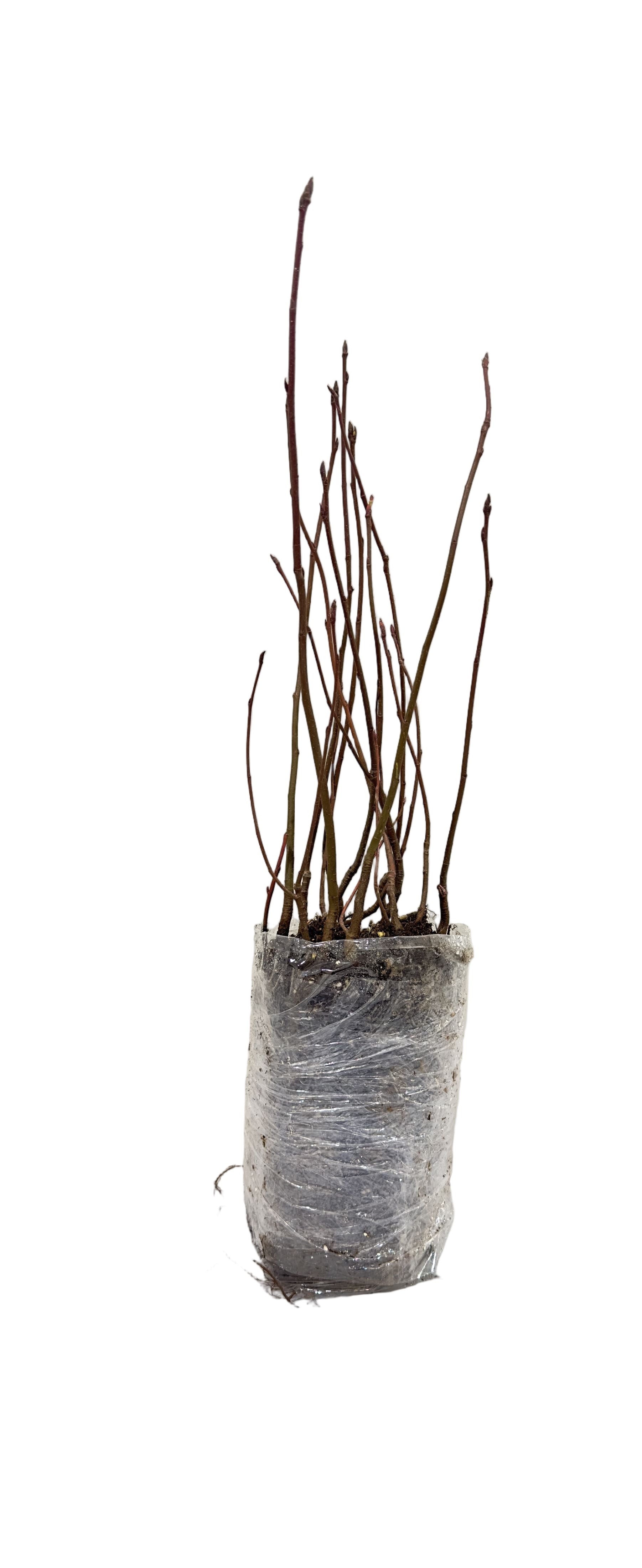 Saskatoon Berry Northline (Amelanchier alnifolia) - Shrub Seedling