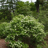 Nannyberry (Viburnum)