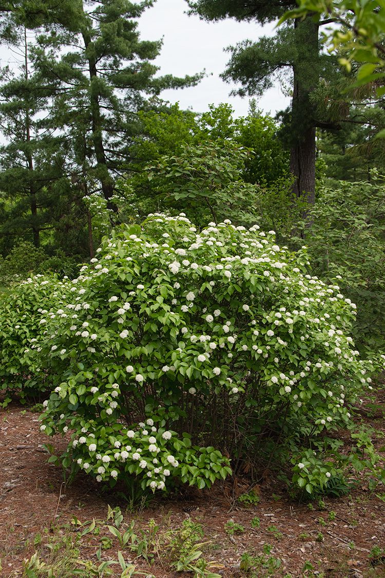 Nannyberry (Viburnum)