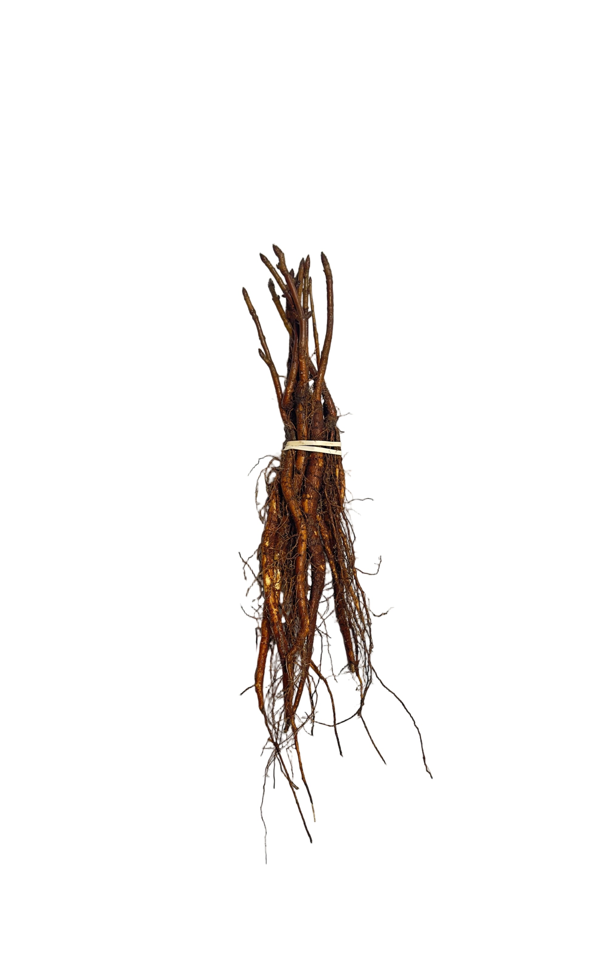 Buckeye Ohio (Aesculus glabra) - Tree Seedling