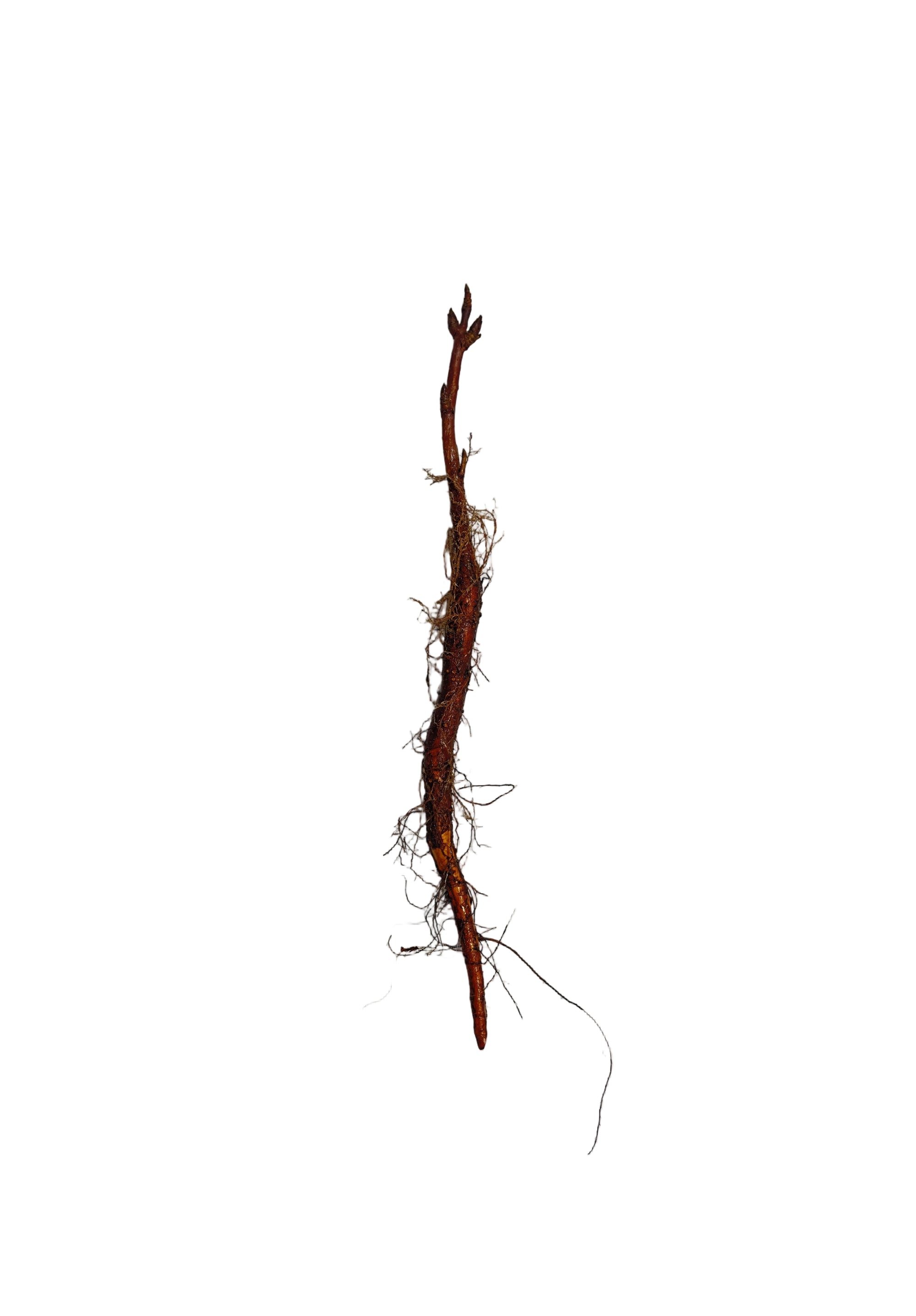 Buckeye Ohio (Aesculus glabra) - Tree Seedling