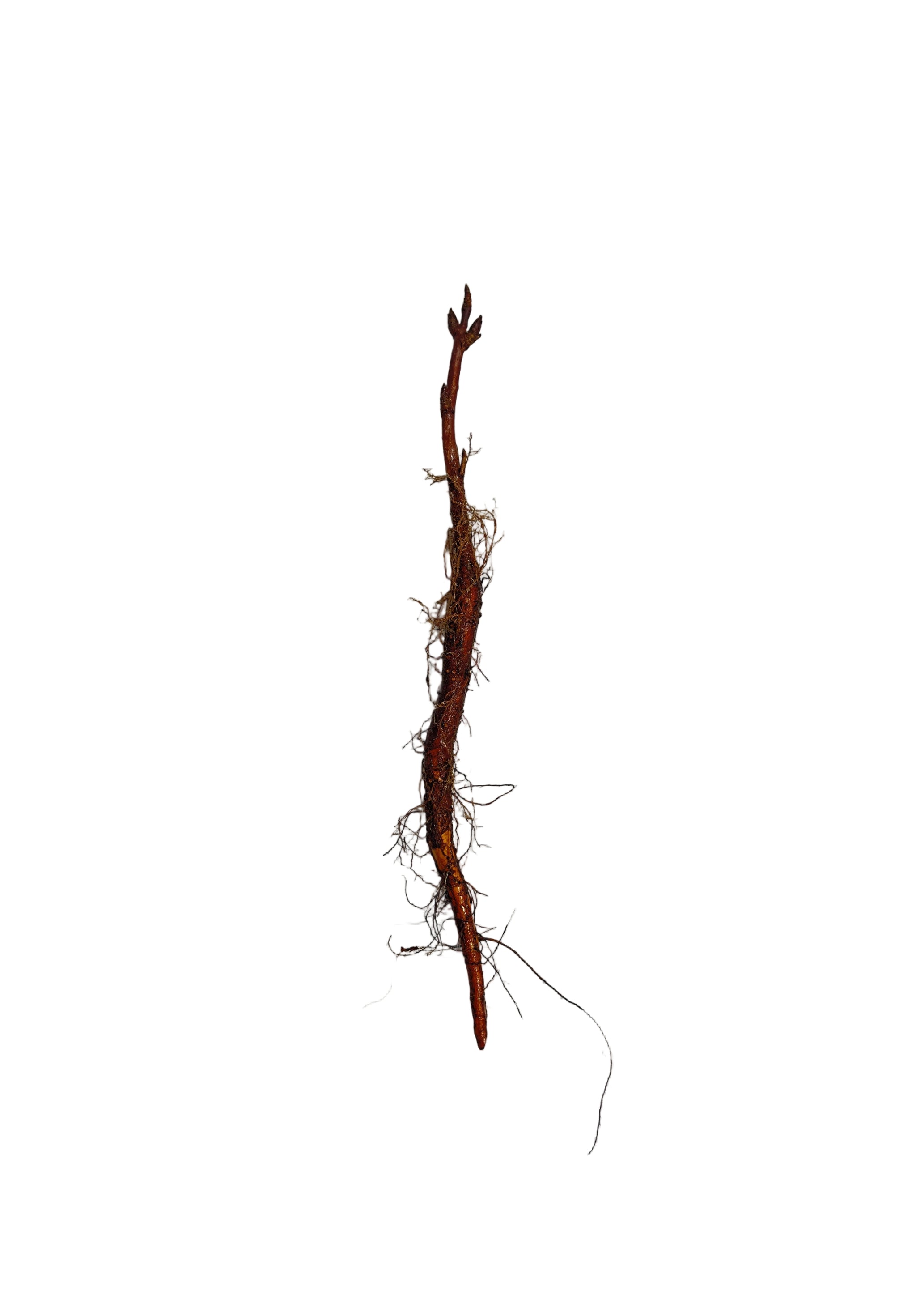 Buckeye Ohio (Aesculus glabra) - Tree Seedling