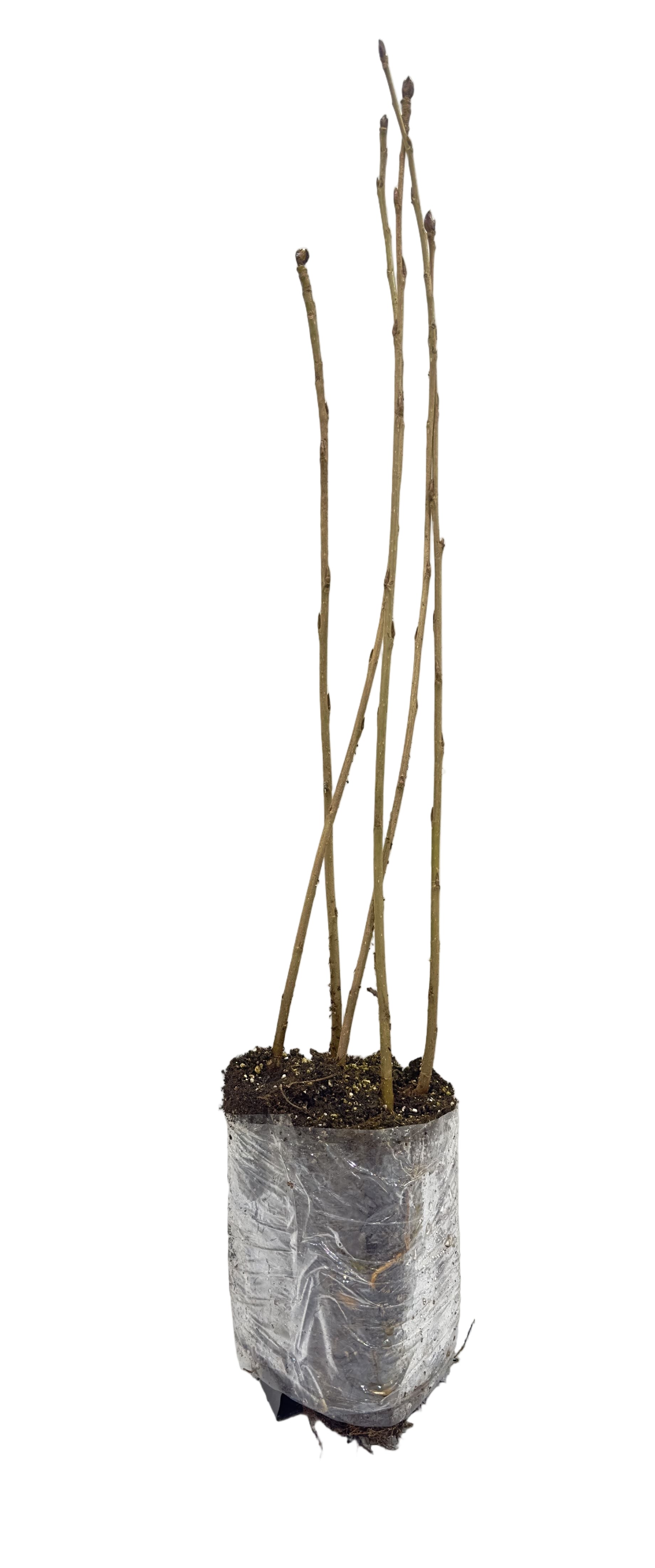 Poplar Okanese (Populus) - Tree Seedling