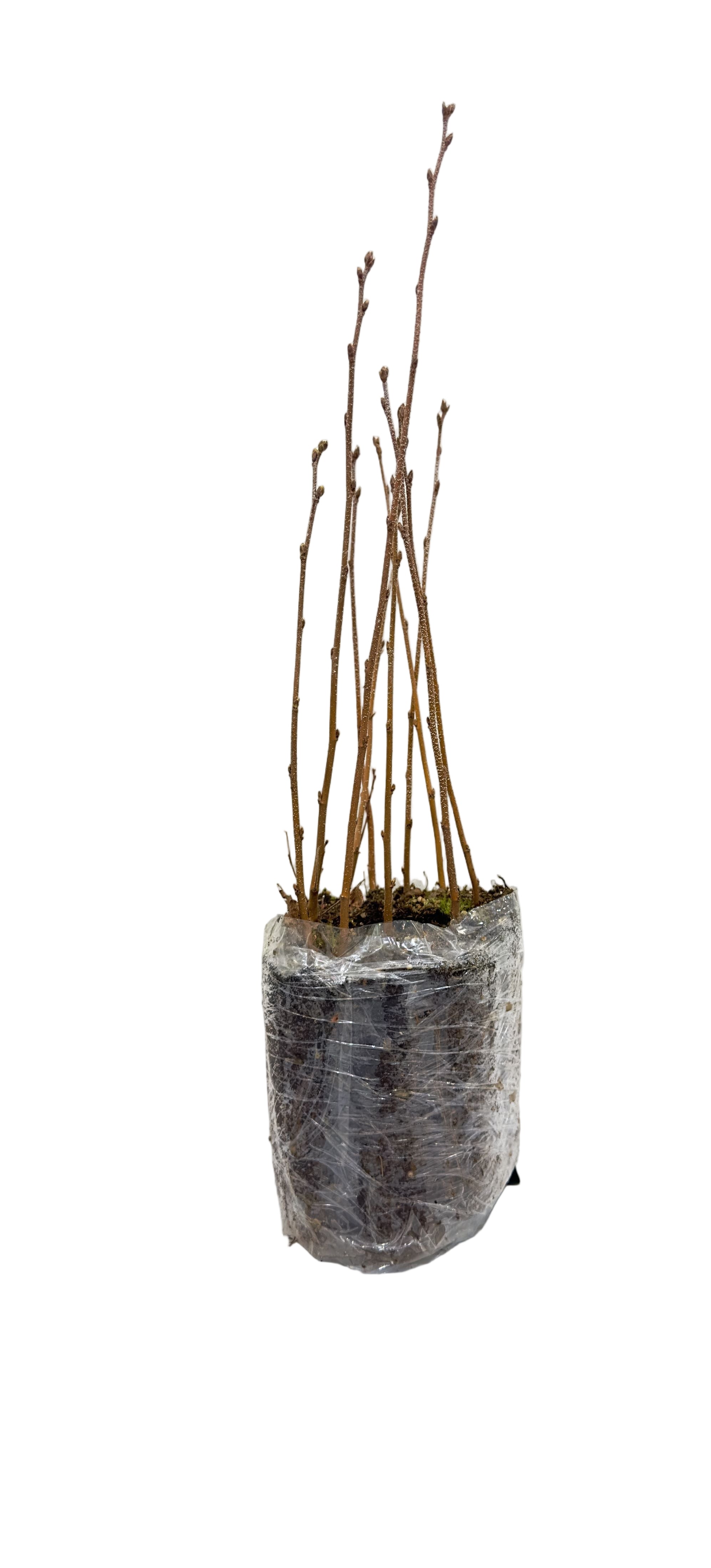 Birch Paper (Betula papyrifera) - Tree Seedling