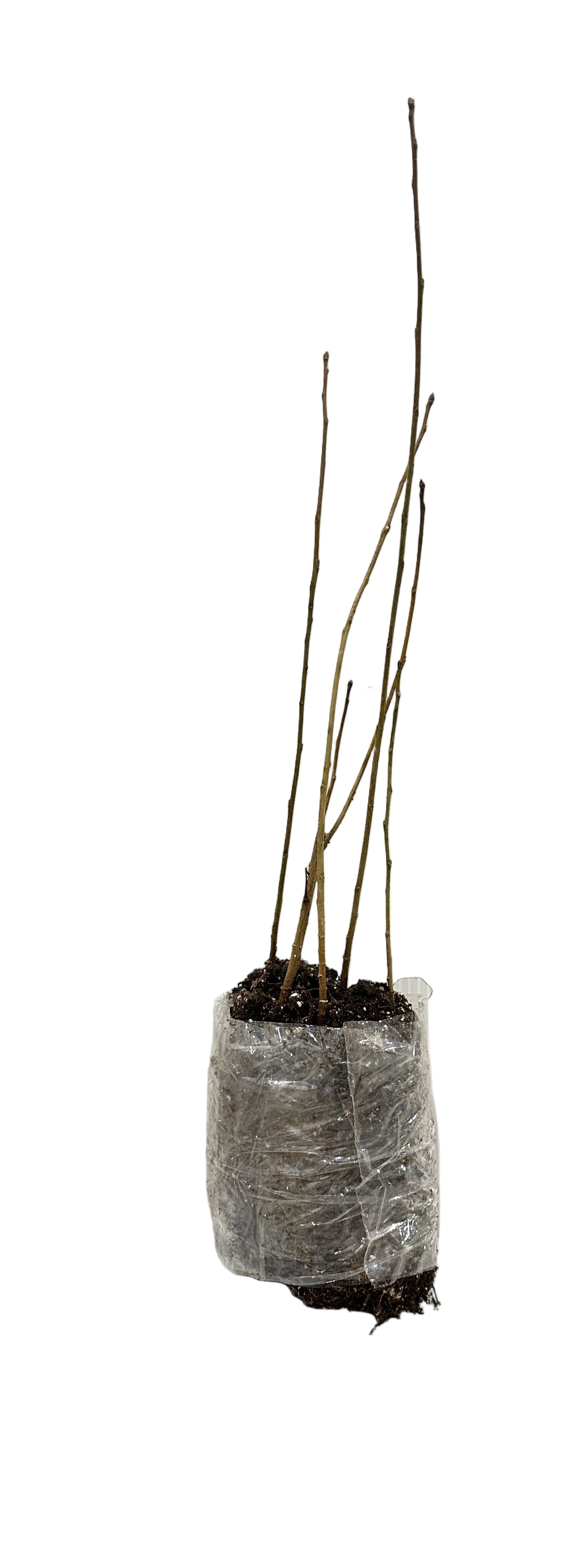 Poplar Prairie Sky (Populus 'x' canadensis) - Tree Seedling