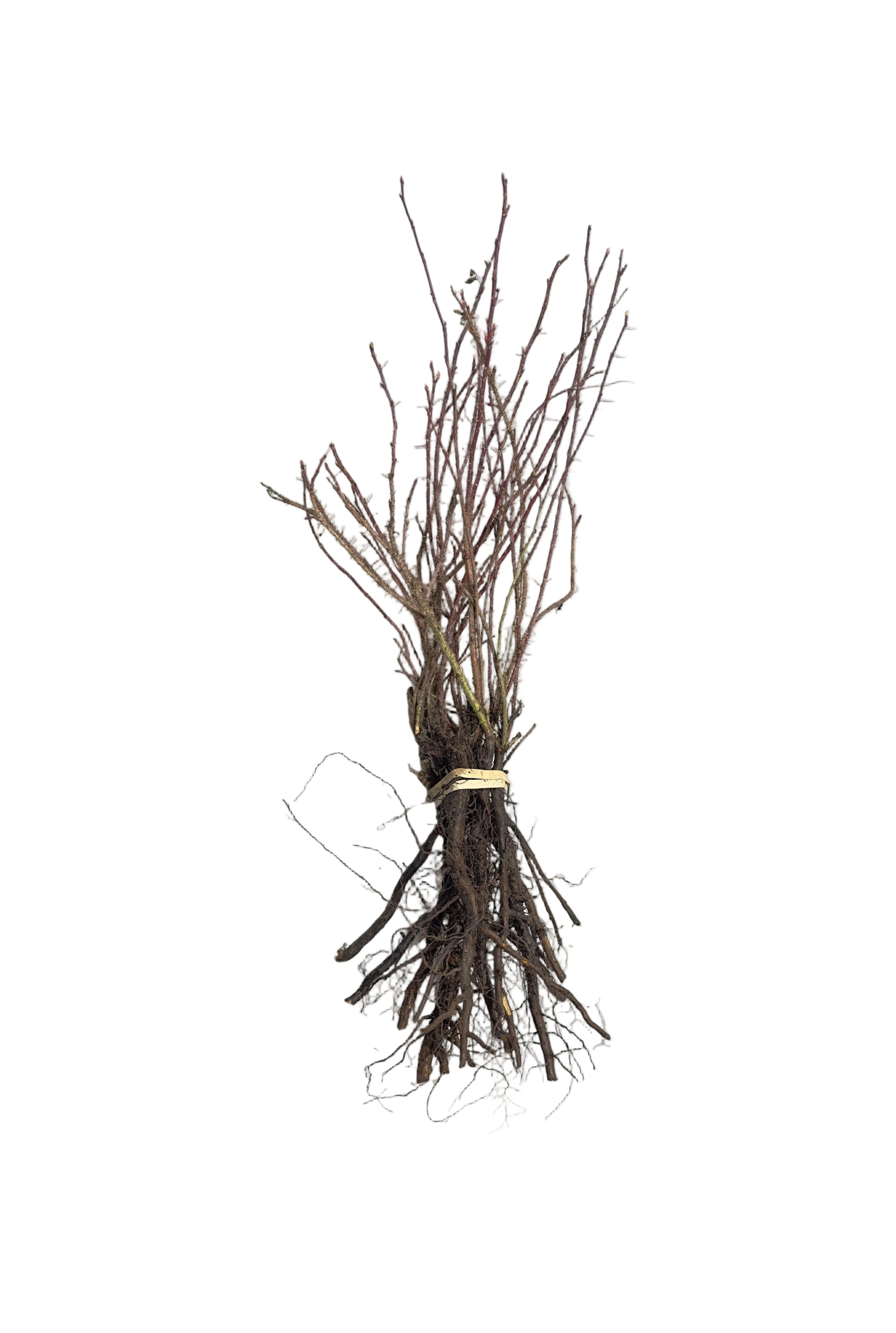Rose Prickly (Rosa acicularis) - Shrub Seedling