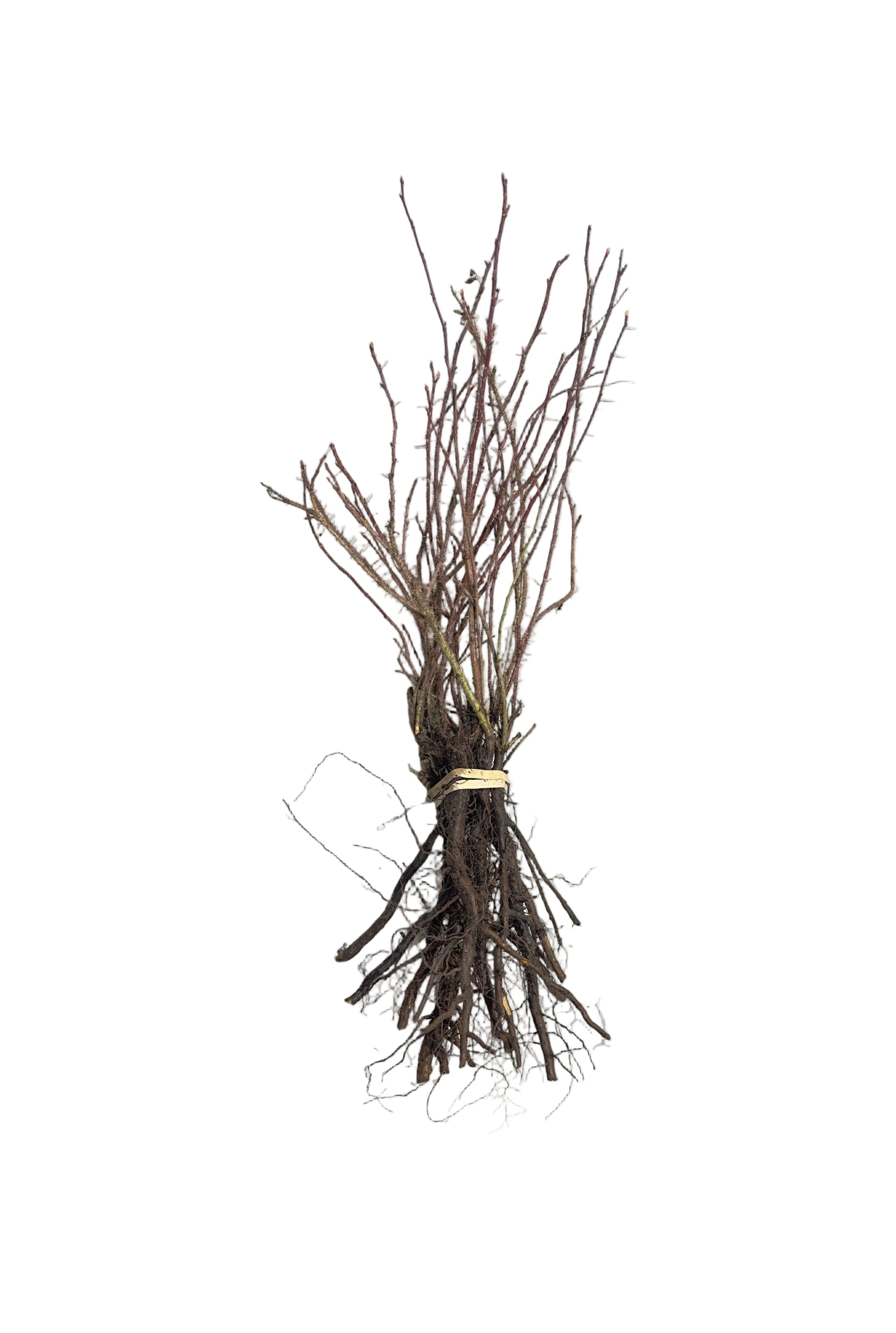 Rose Prickly (Rosa acicularis) - Shrub Seedling