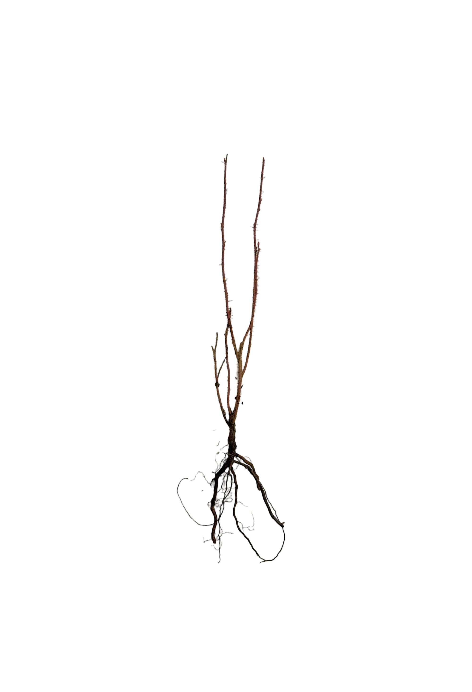 Rose Prickly (Rosa acicularis) - Shrub Seedling