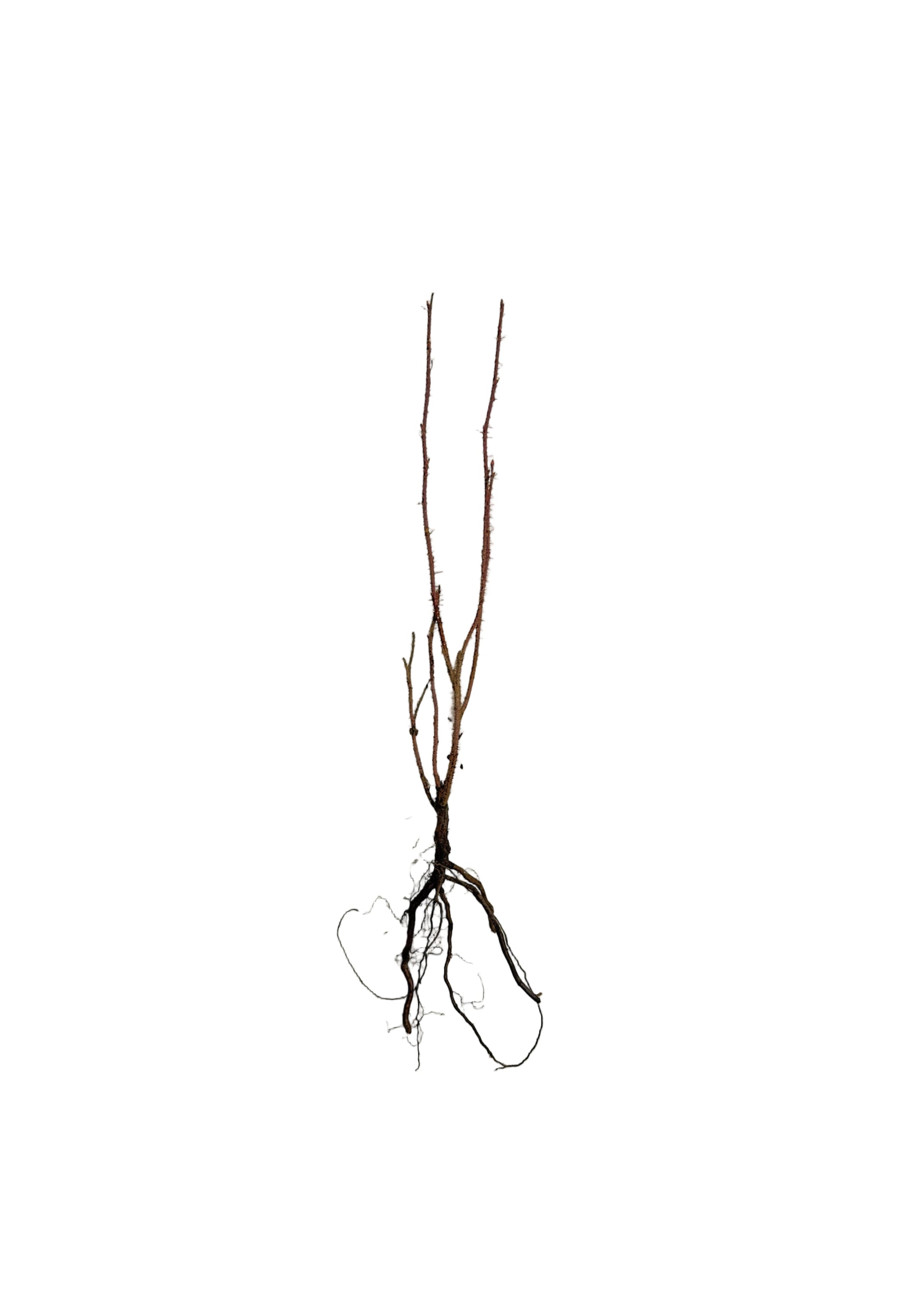 Rose Prickly (Rosa acicularis) - Shrub Seedling