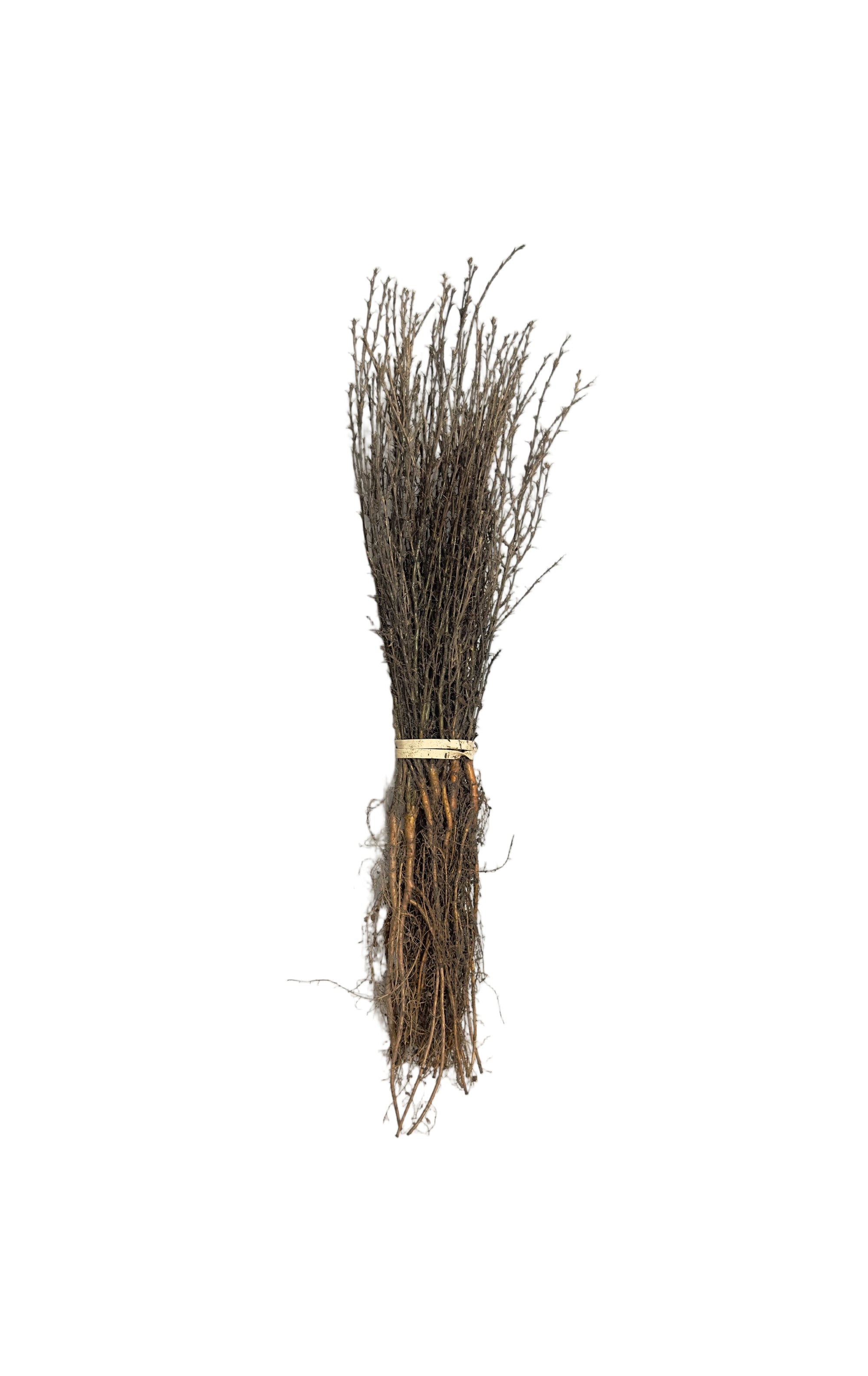 Caragana Pygmy (Caragana pygmaea) - Shrub Seedling