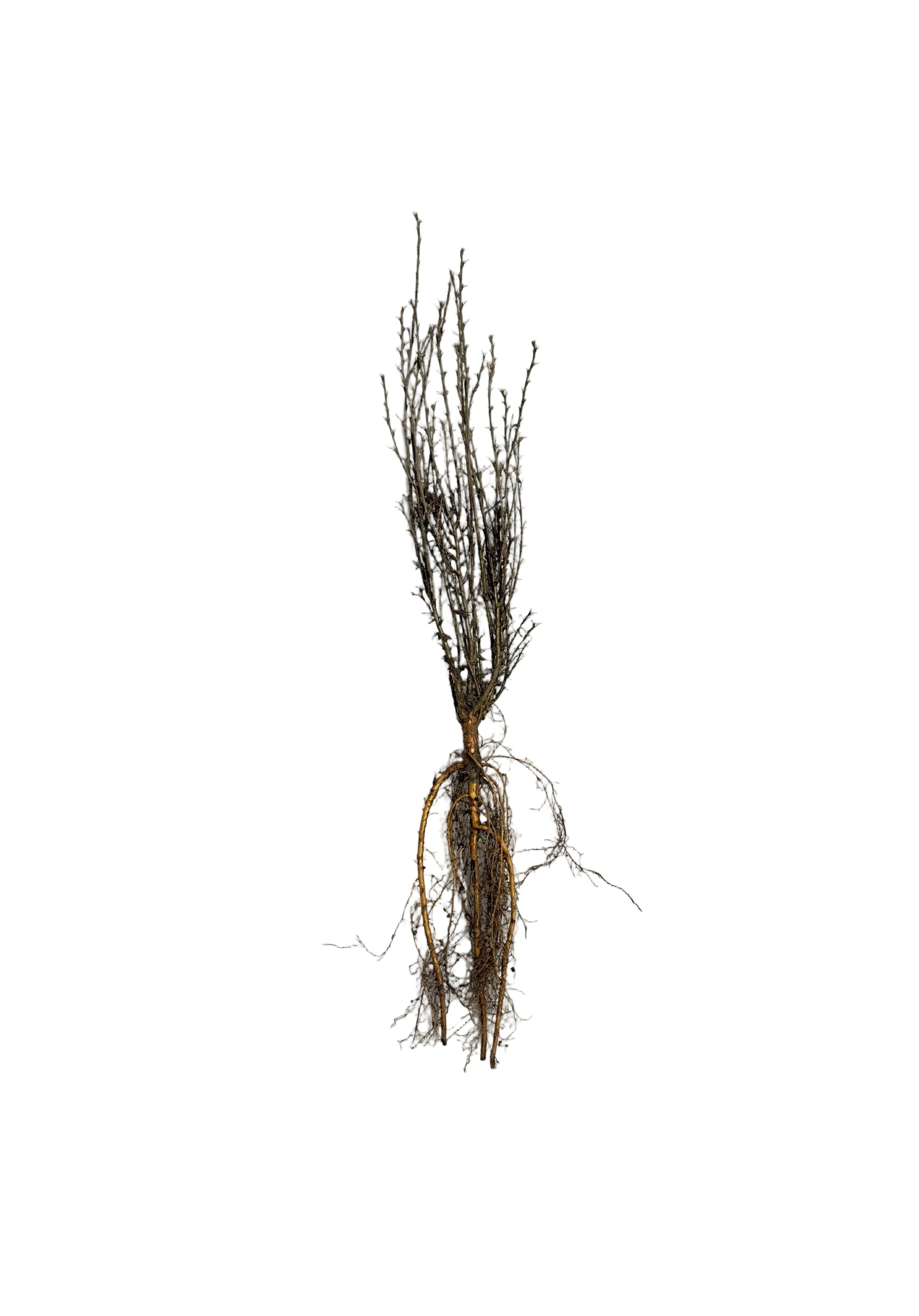 Caragana Pygmy (Caragana pygmaea) - Shrub Seedling